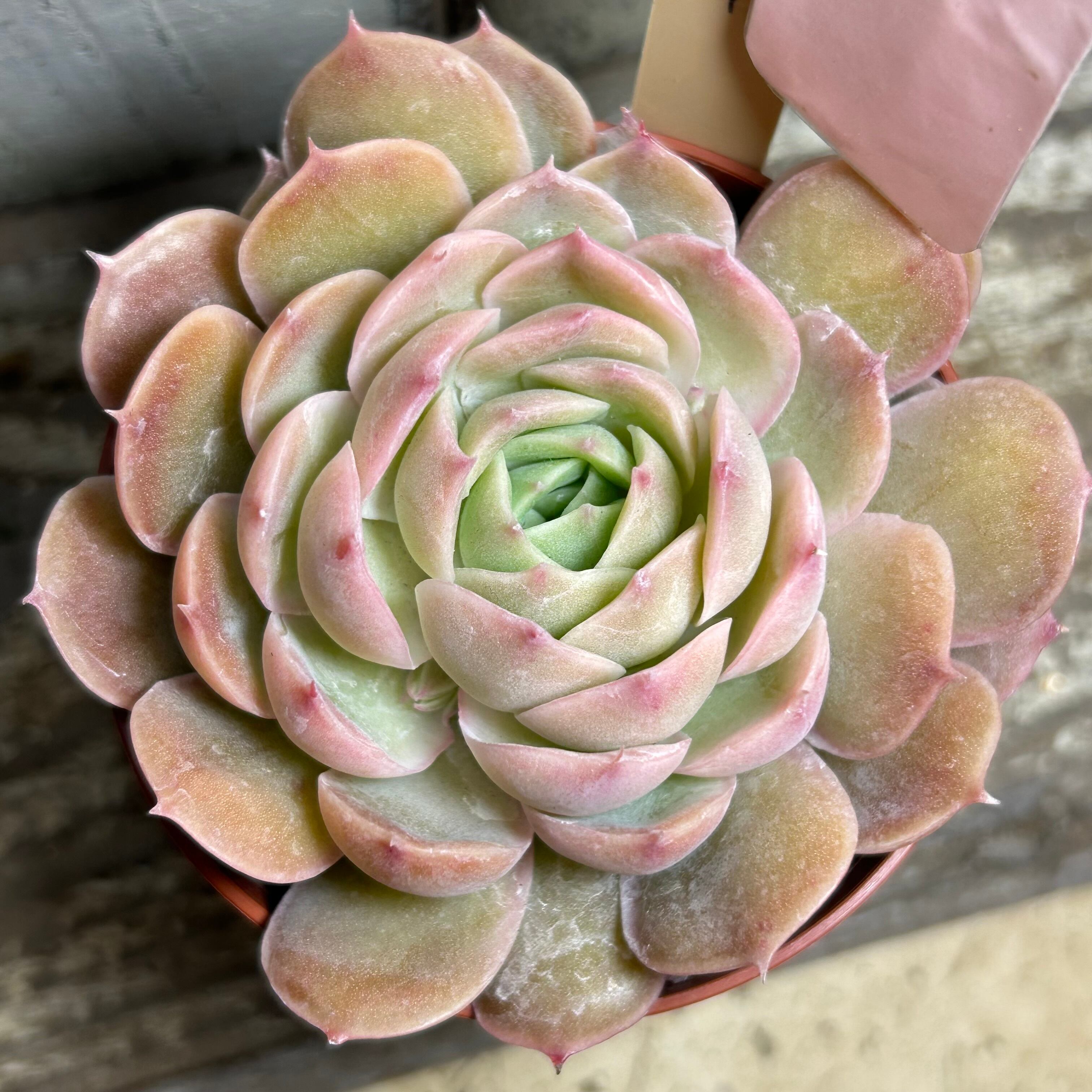 水蜜桃 アエオニウム | RuPo 多肉植物専門店
