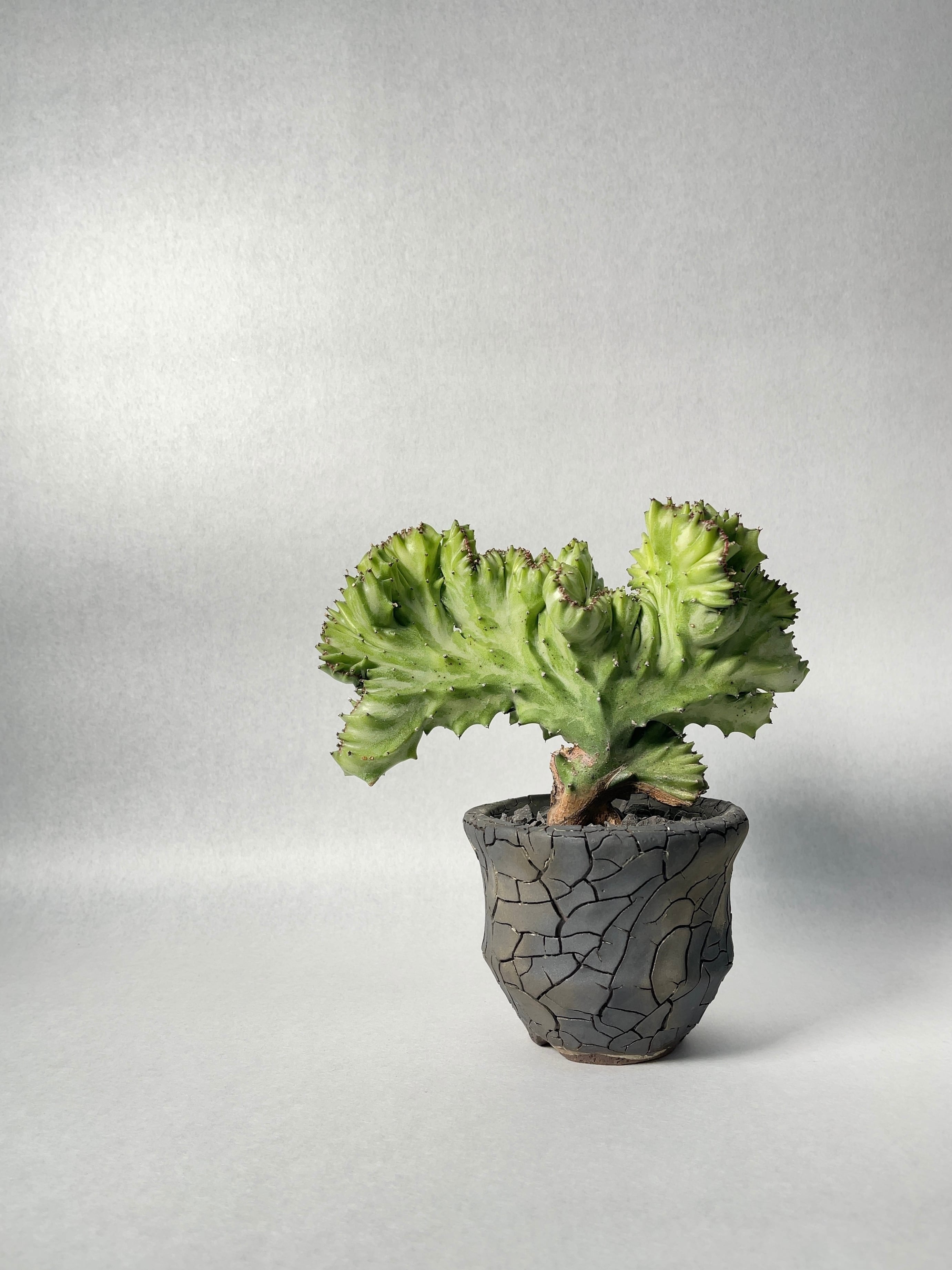 ユーフォルビア・ラクテア錦綴化 | trigger