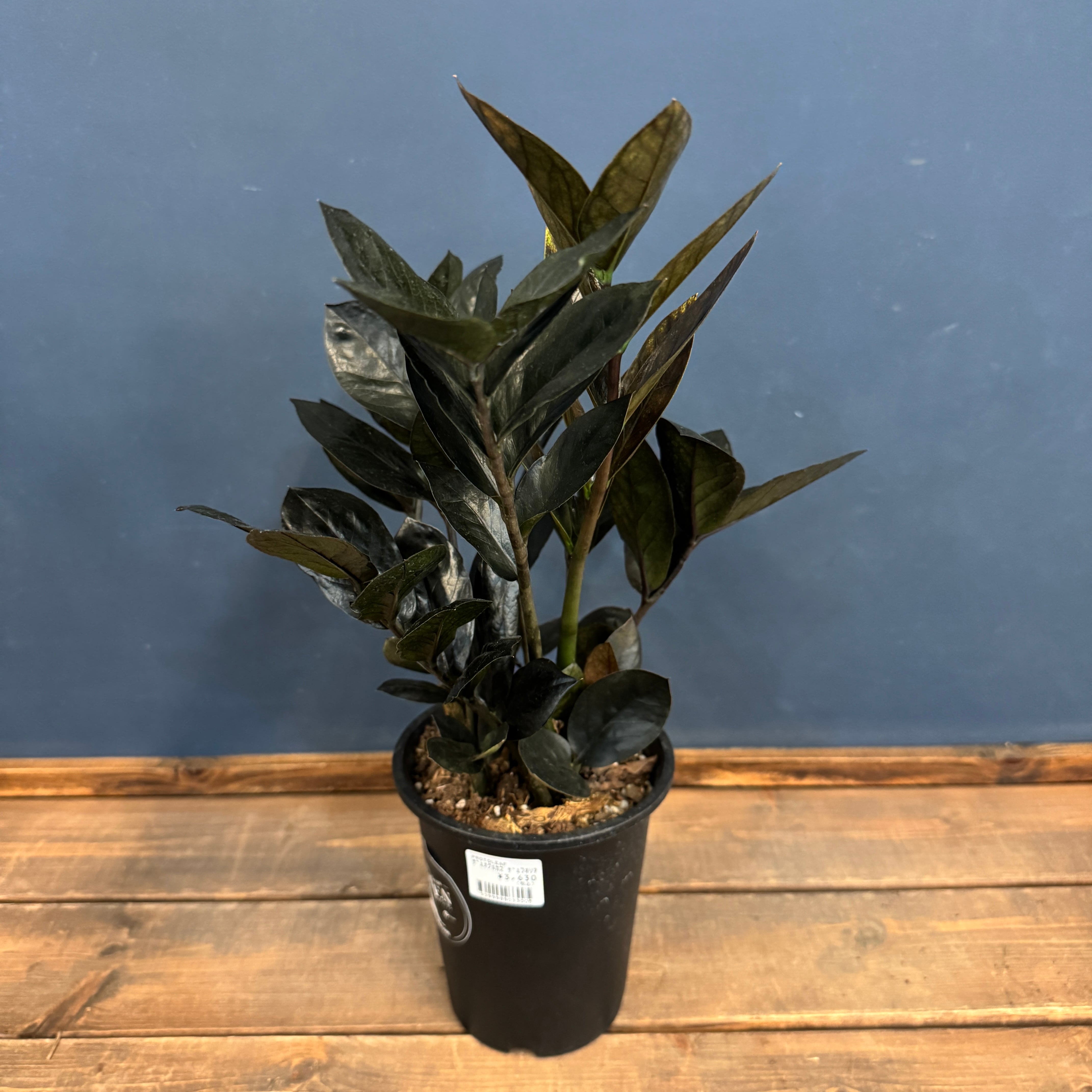 ザミオクルカス レイブン【323】 | PROTOLEAF プロトリーフ