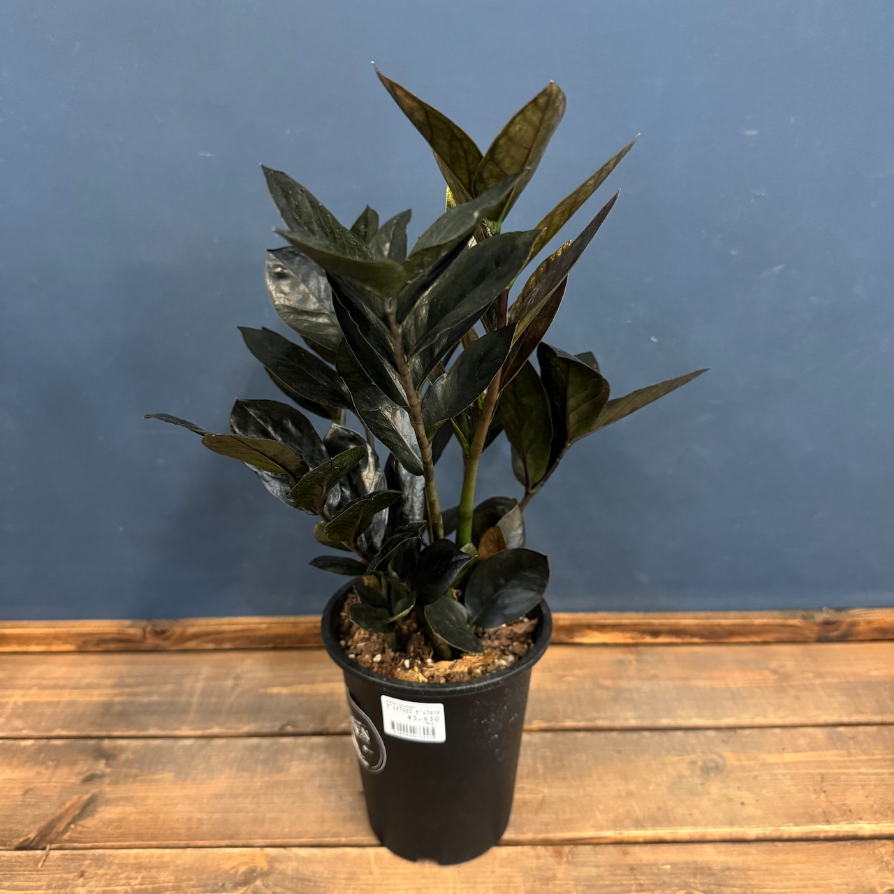 ザミオクルカス レイブン【323】