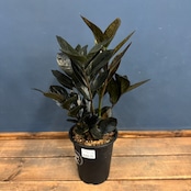 ザミオクルカス レイブン【323】