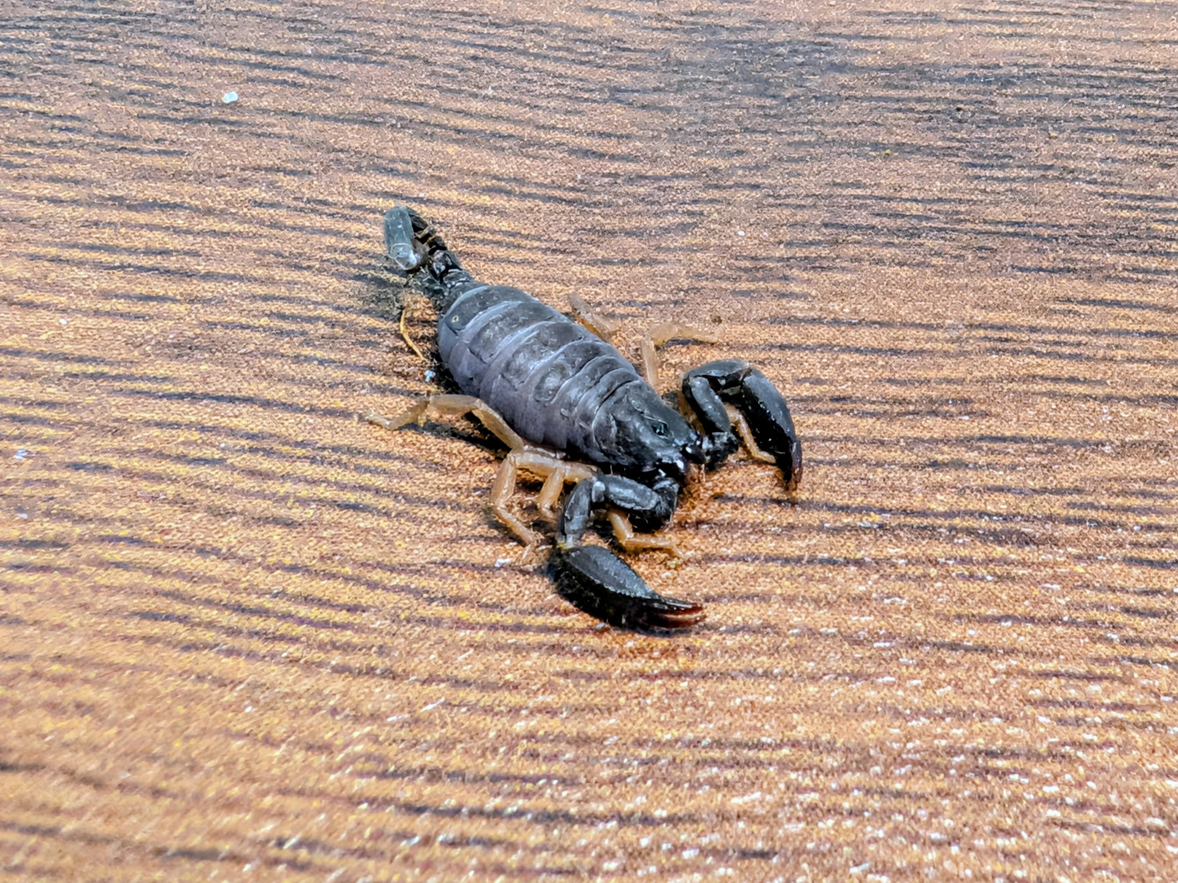 Scorpiops sp.korat サソリ スコーピオン | Pay ID