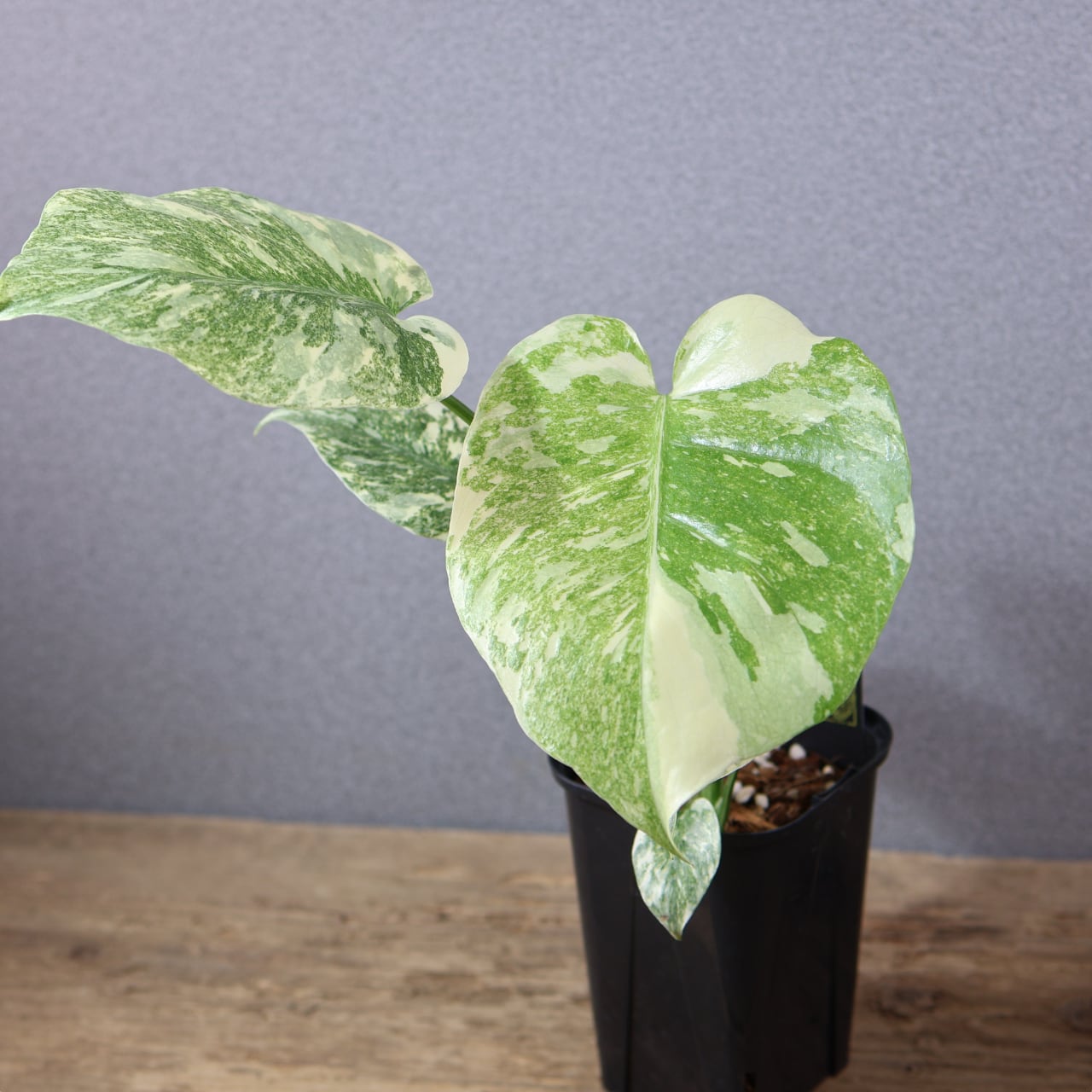 772『urban jungle モンステラ デリシオーサ 'Green Snow'』 観葉植物