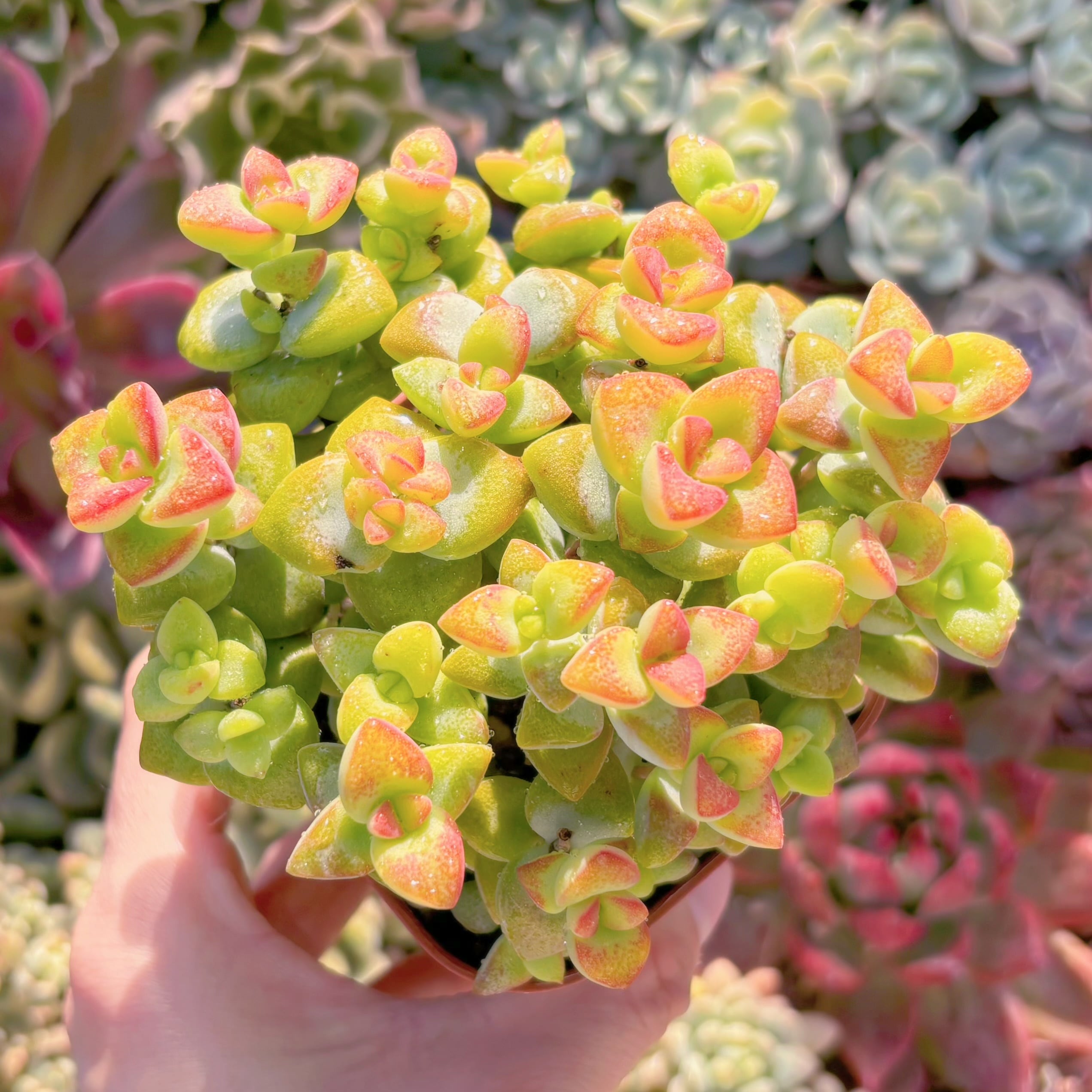 現品　ラブハート#749   るる農園