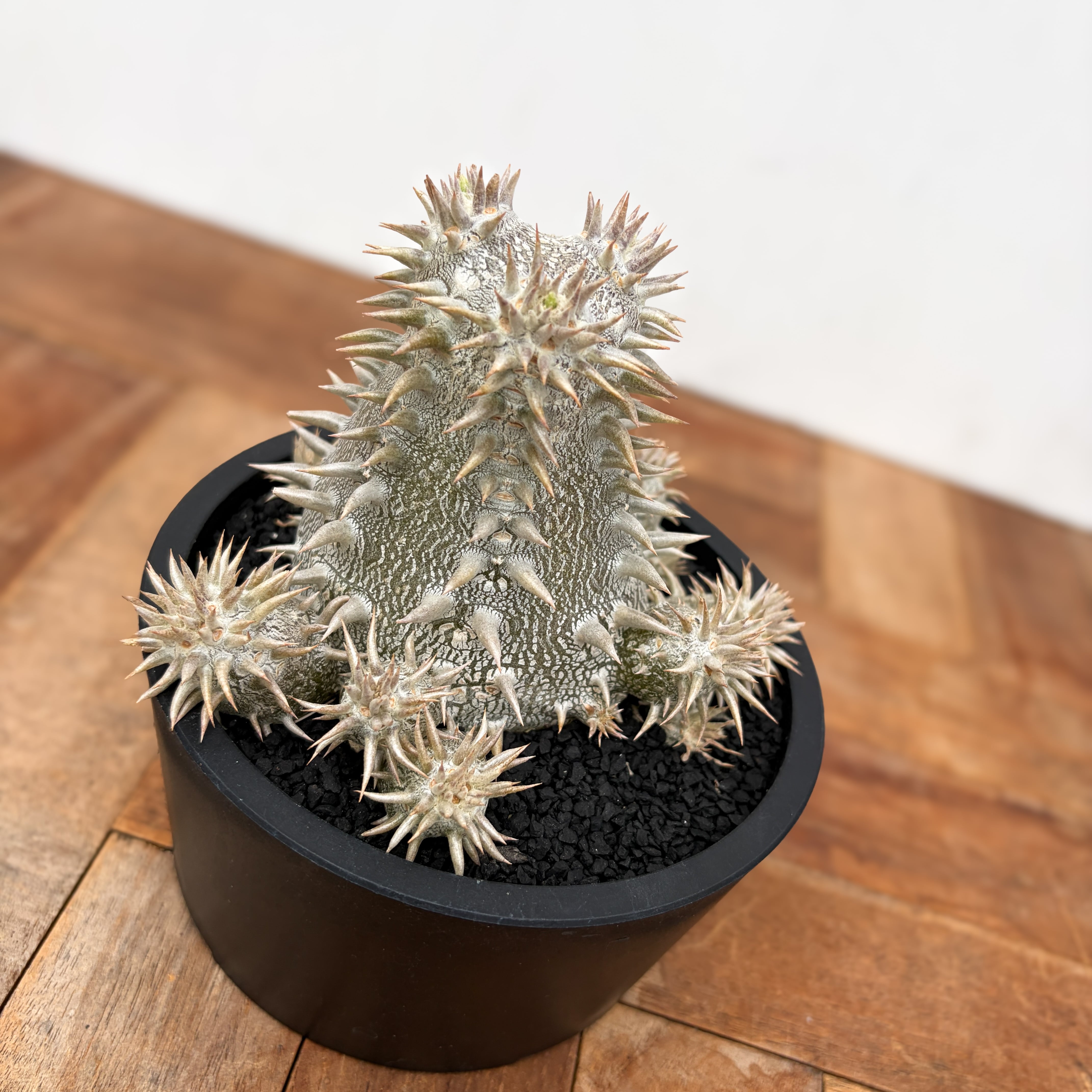 Pachypodium Densicaule【パキポディウム・恵比寿大黒・実生