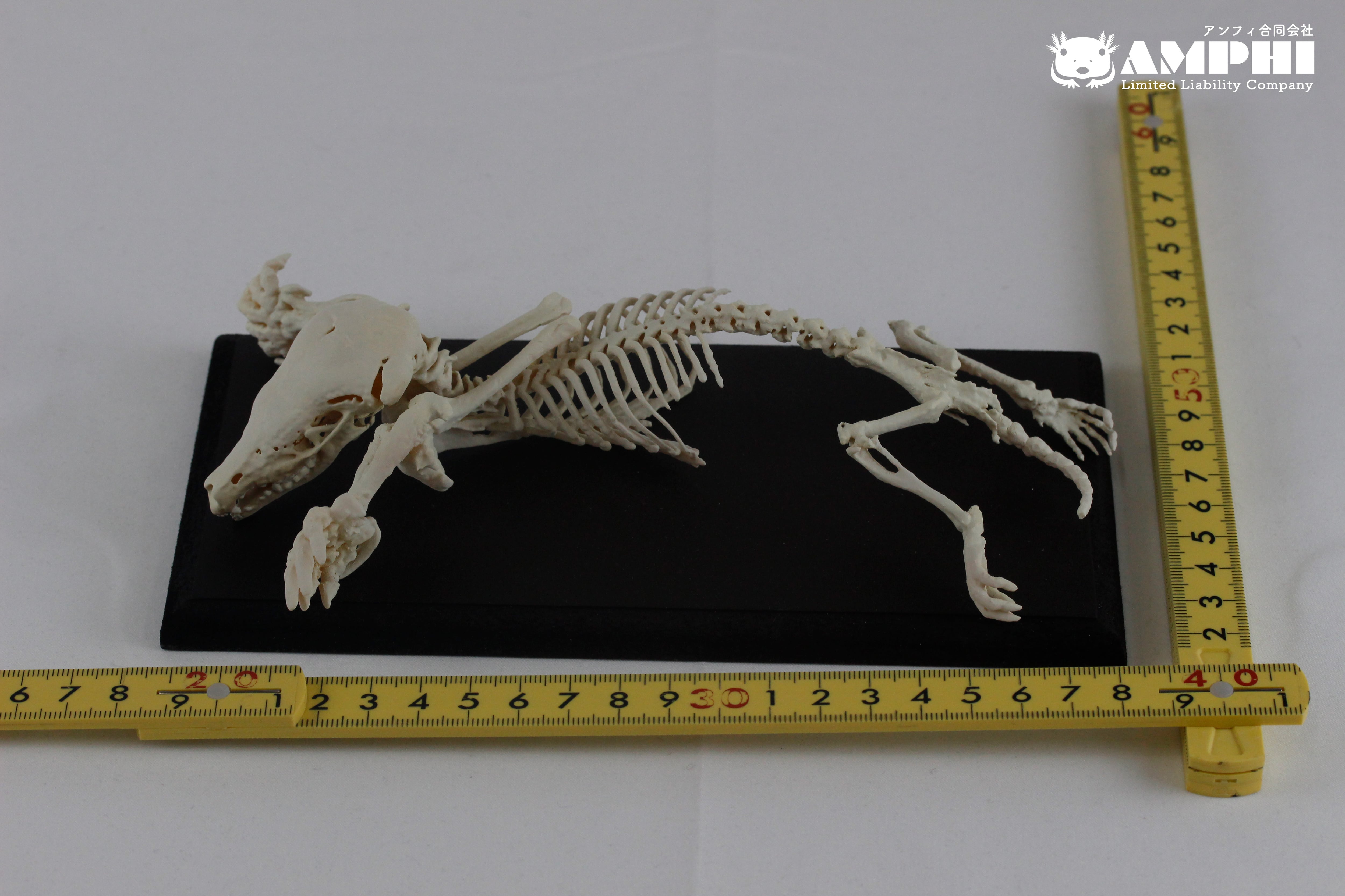 ベッド骨組み ミズラモグラ 2倍拡大 全身骨格レプリカ Japanese mountain mole