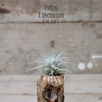 【送料無料】テクトラム M〔エアプランツ〕現品発送T1839
