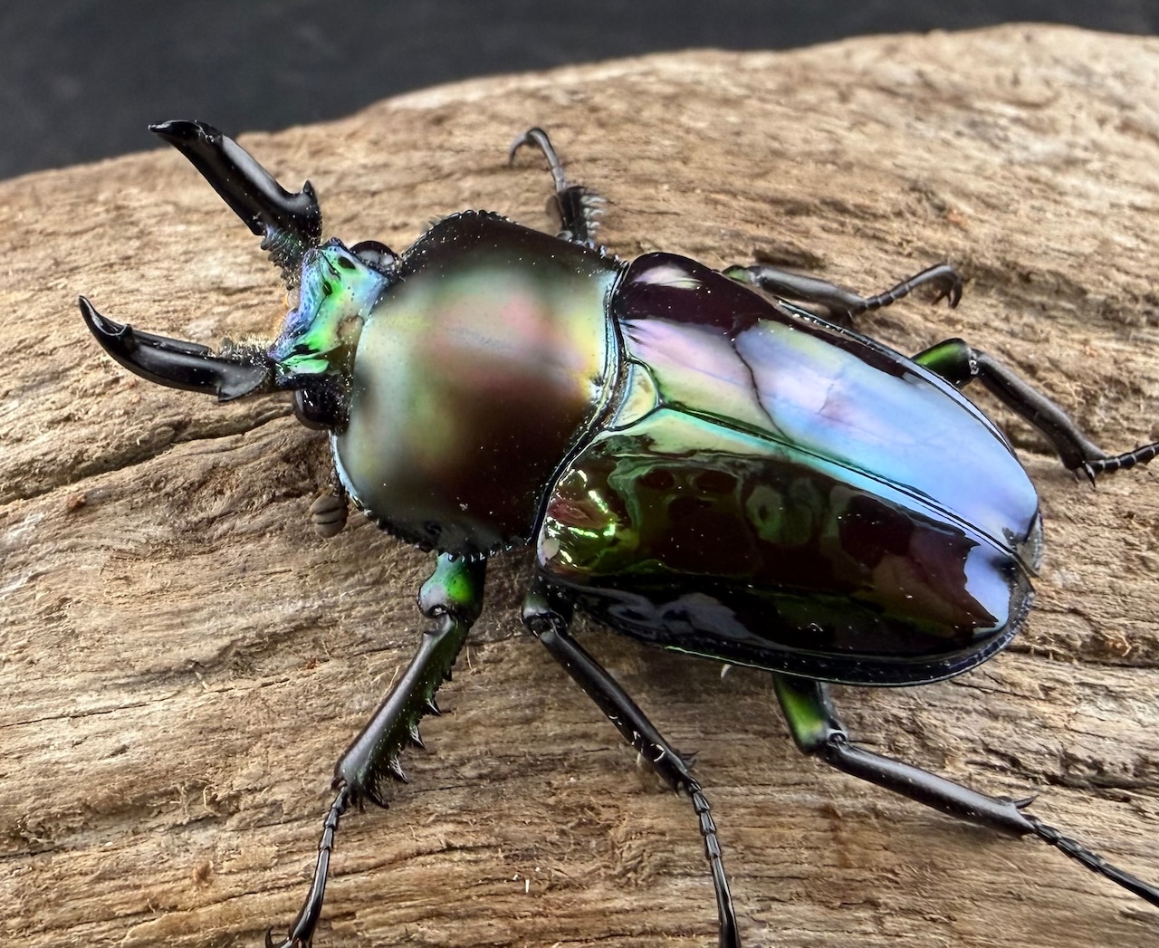 《ニジイロクワガタ Free ♂単》