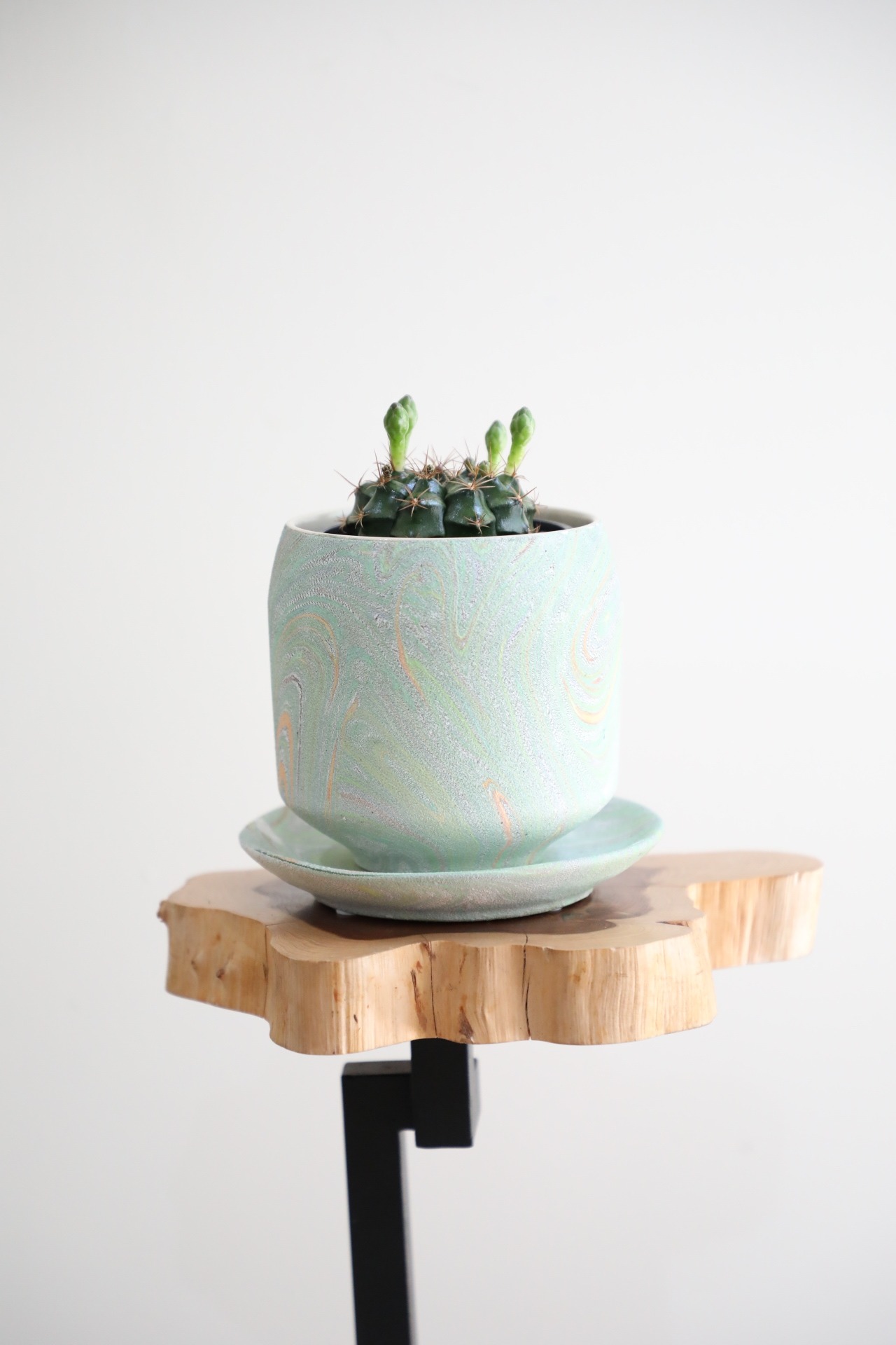 【S】マミラミア /Mammillaria　※陶器鉢付き