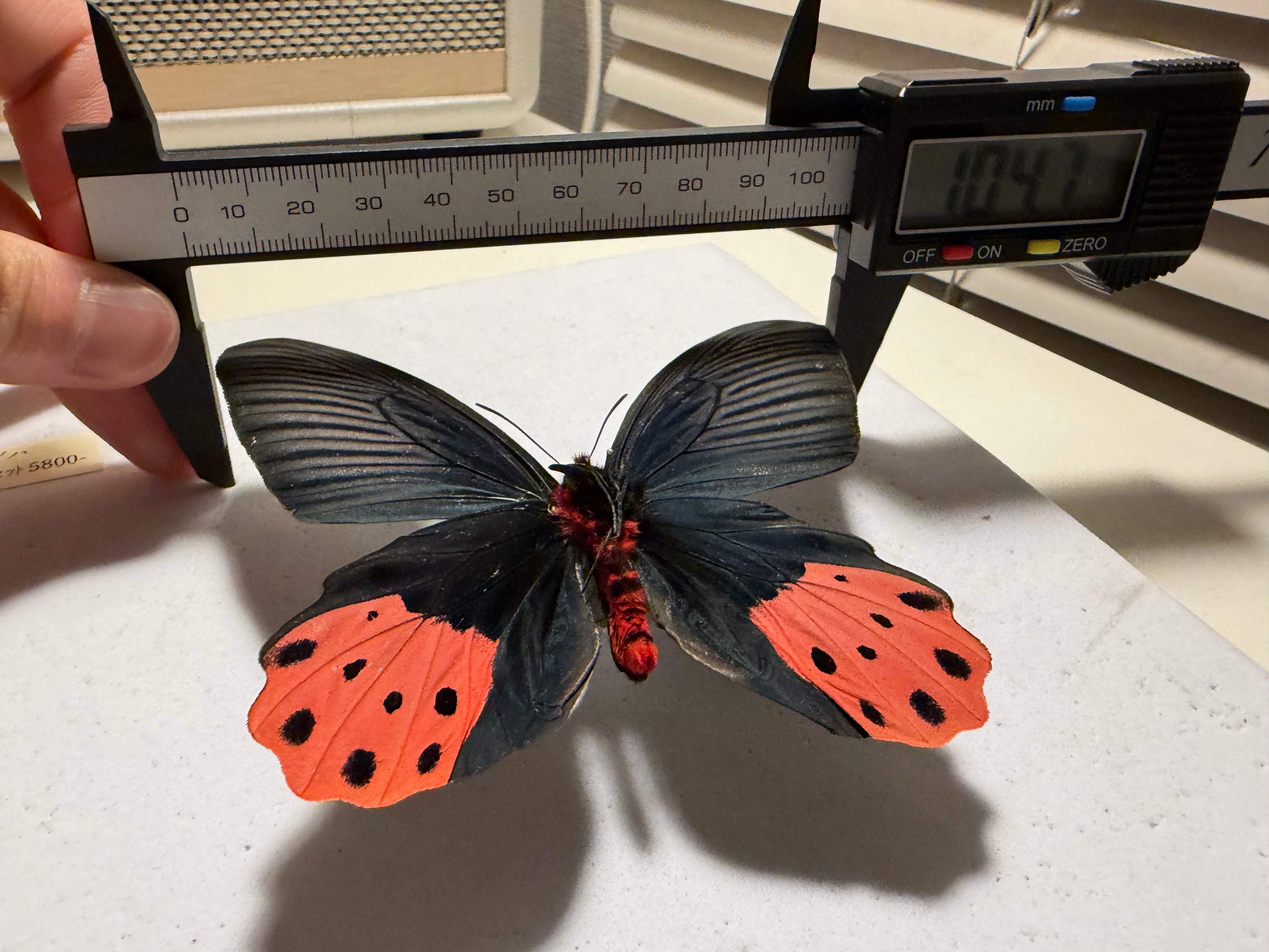 裏展翅♂】アケボノアゲハ Atrophaneura horishana 標本 Papilio 蝶