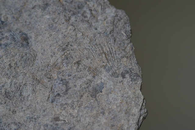 ウミユリ化石 Crinoid Fossil 2