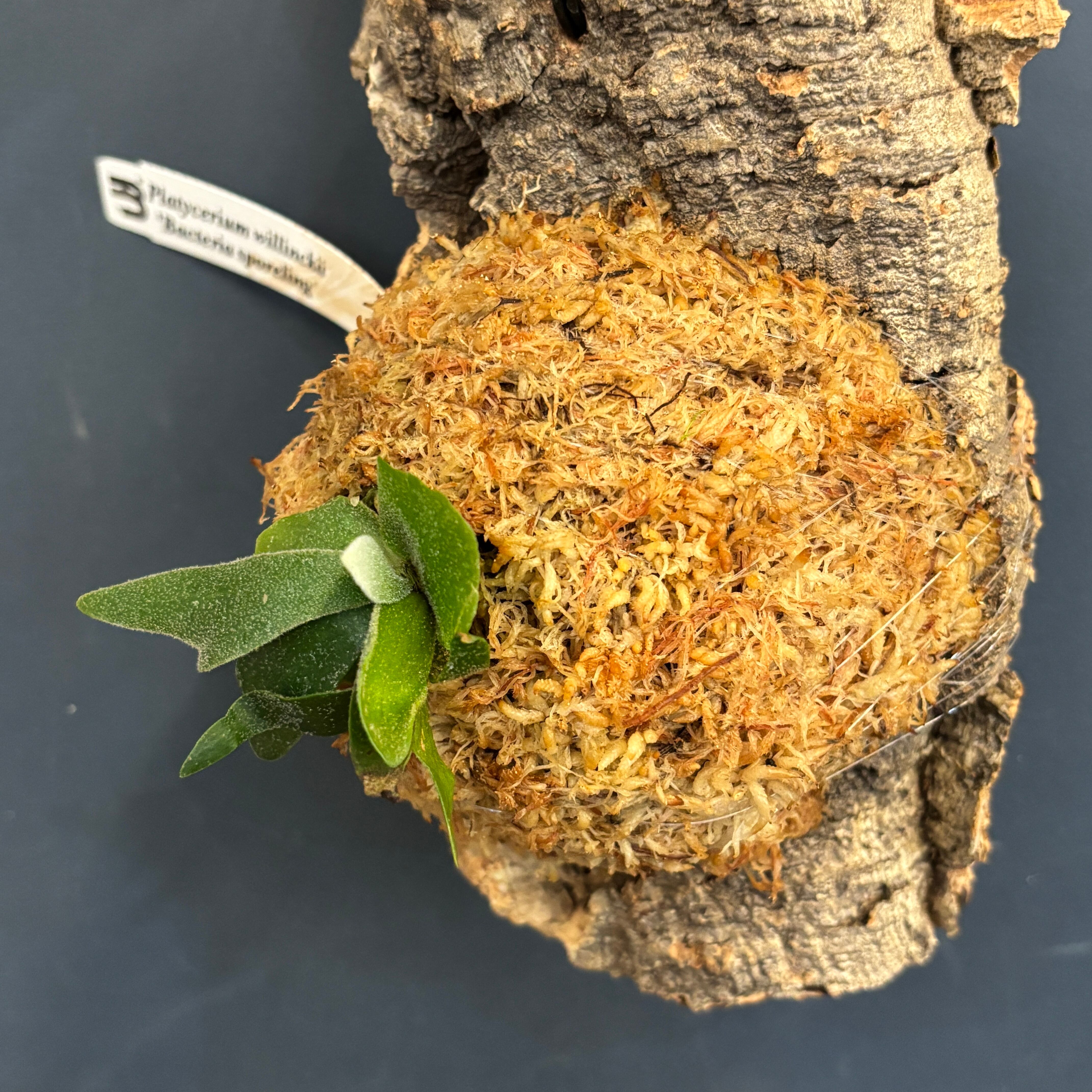 ビカクシダ バクテリア P. willinckii 'Bacteria' spore コルク