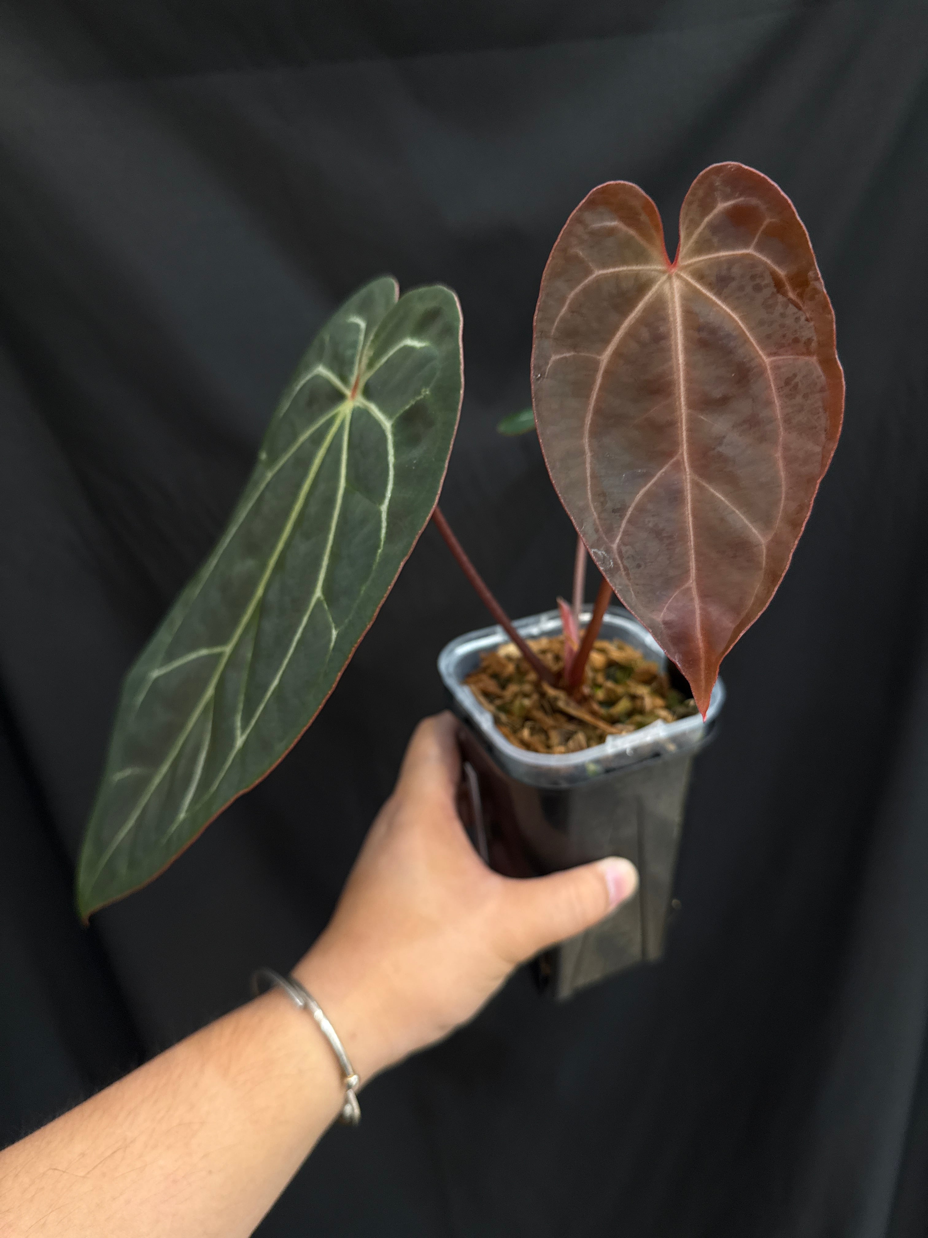 12 Anthurium carlablackiae (AU1) x 'Scrlet' | Gardenえん 【観葉