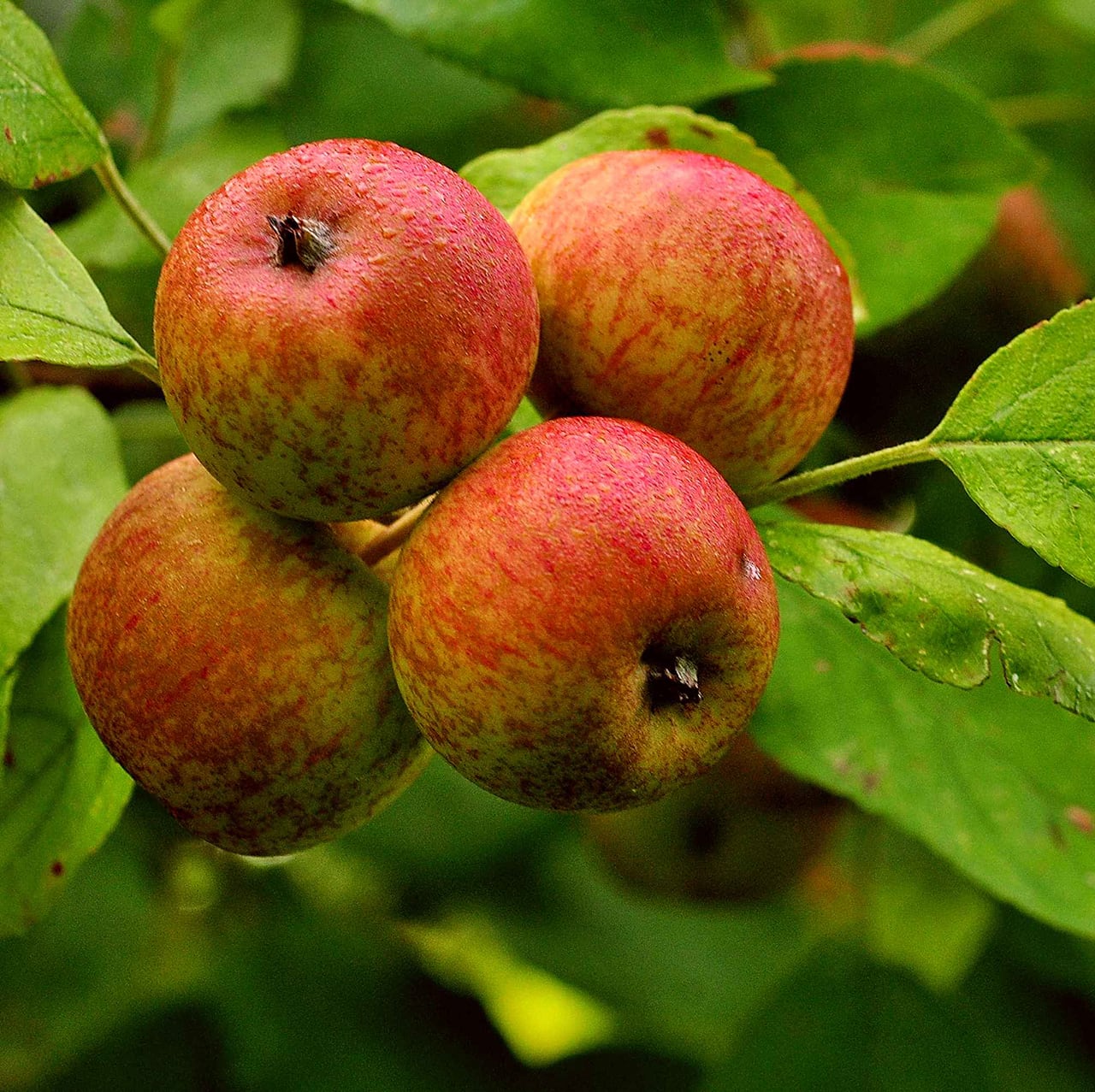 Distillerie du Gorvello シードル キュヴェ ギルヴィック〈中辛口