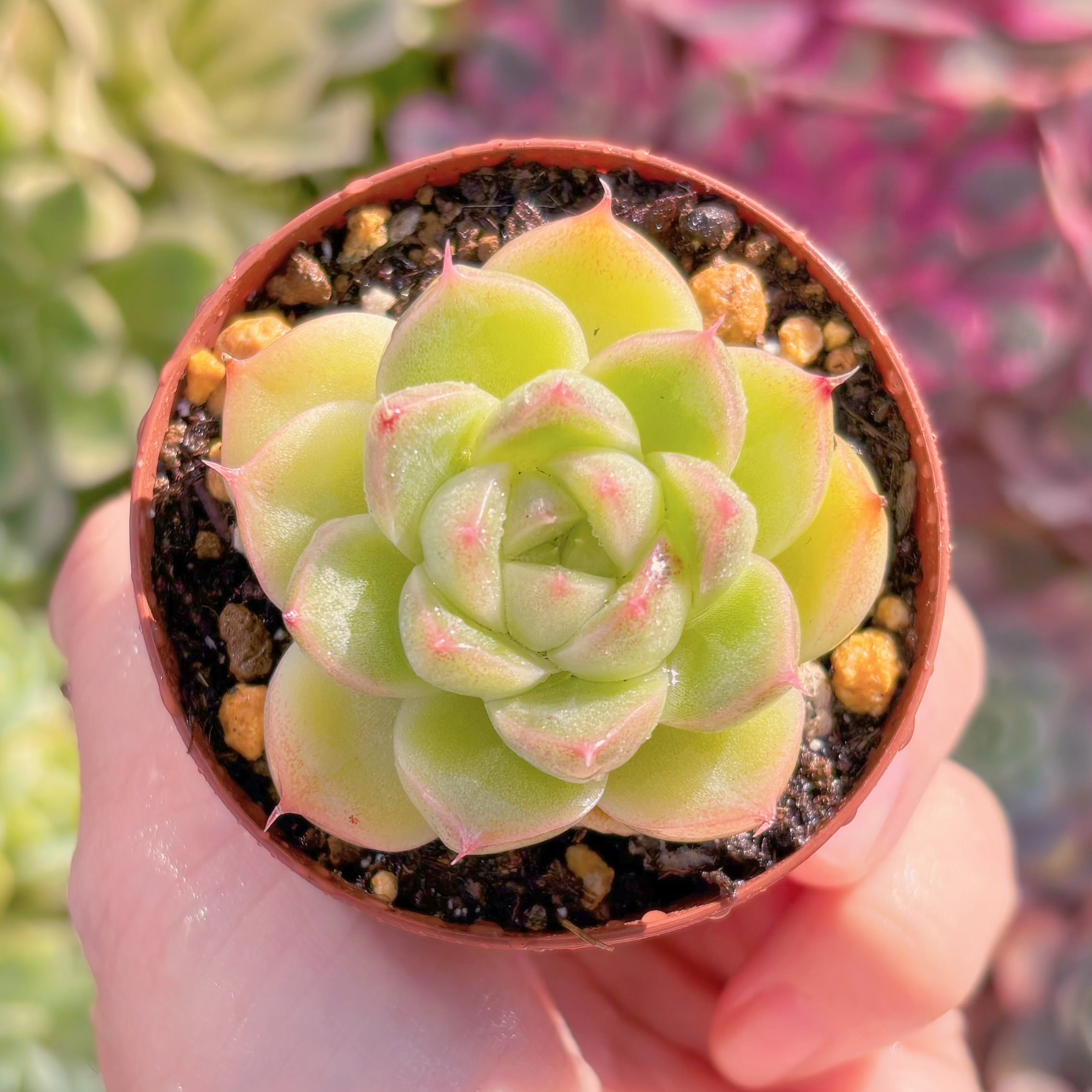 現品　杏奈#1125　るる農園