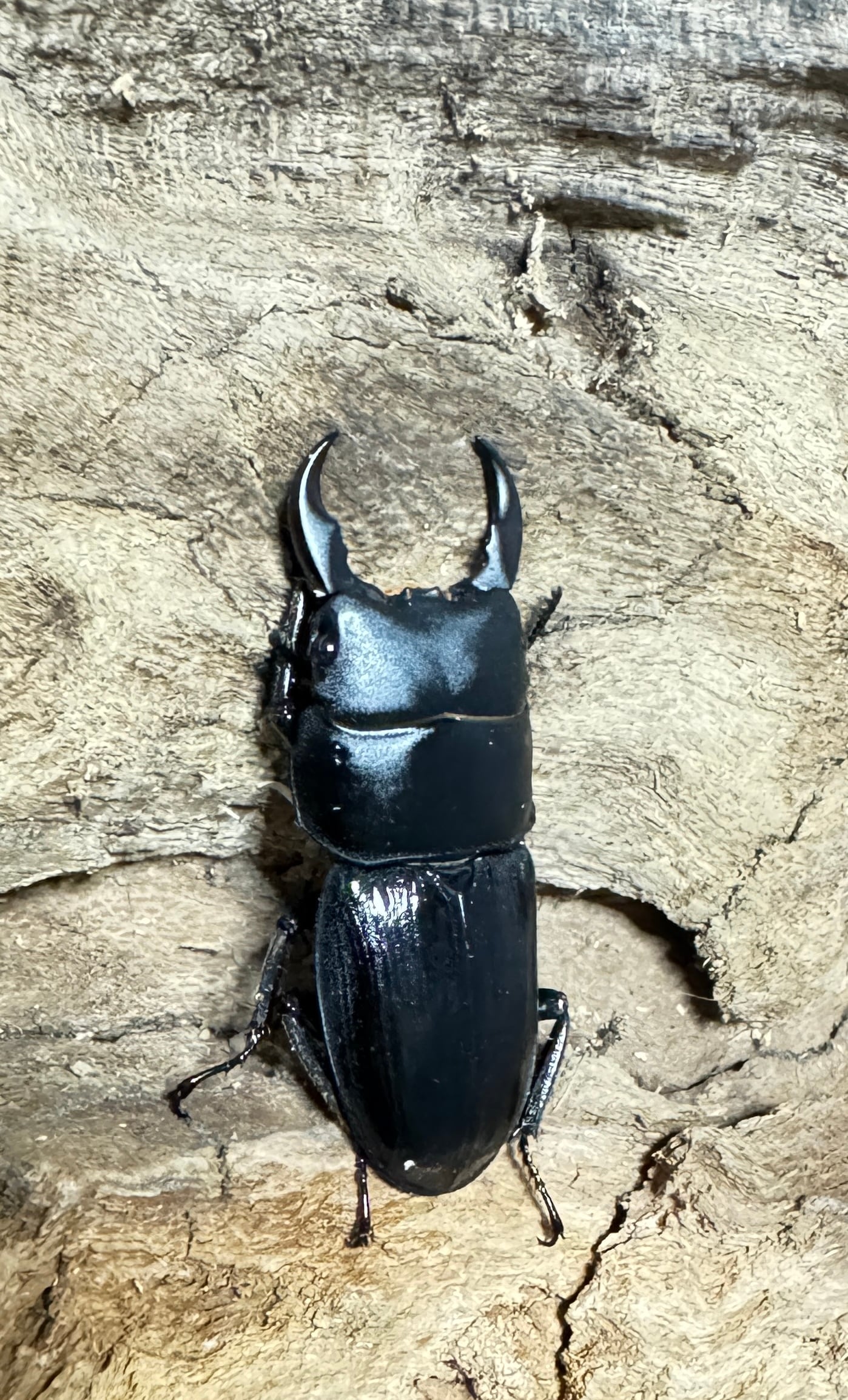 897afb4a36ae6a13fdcc7732e82b02