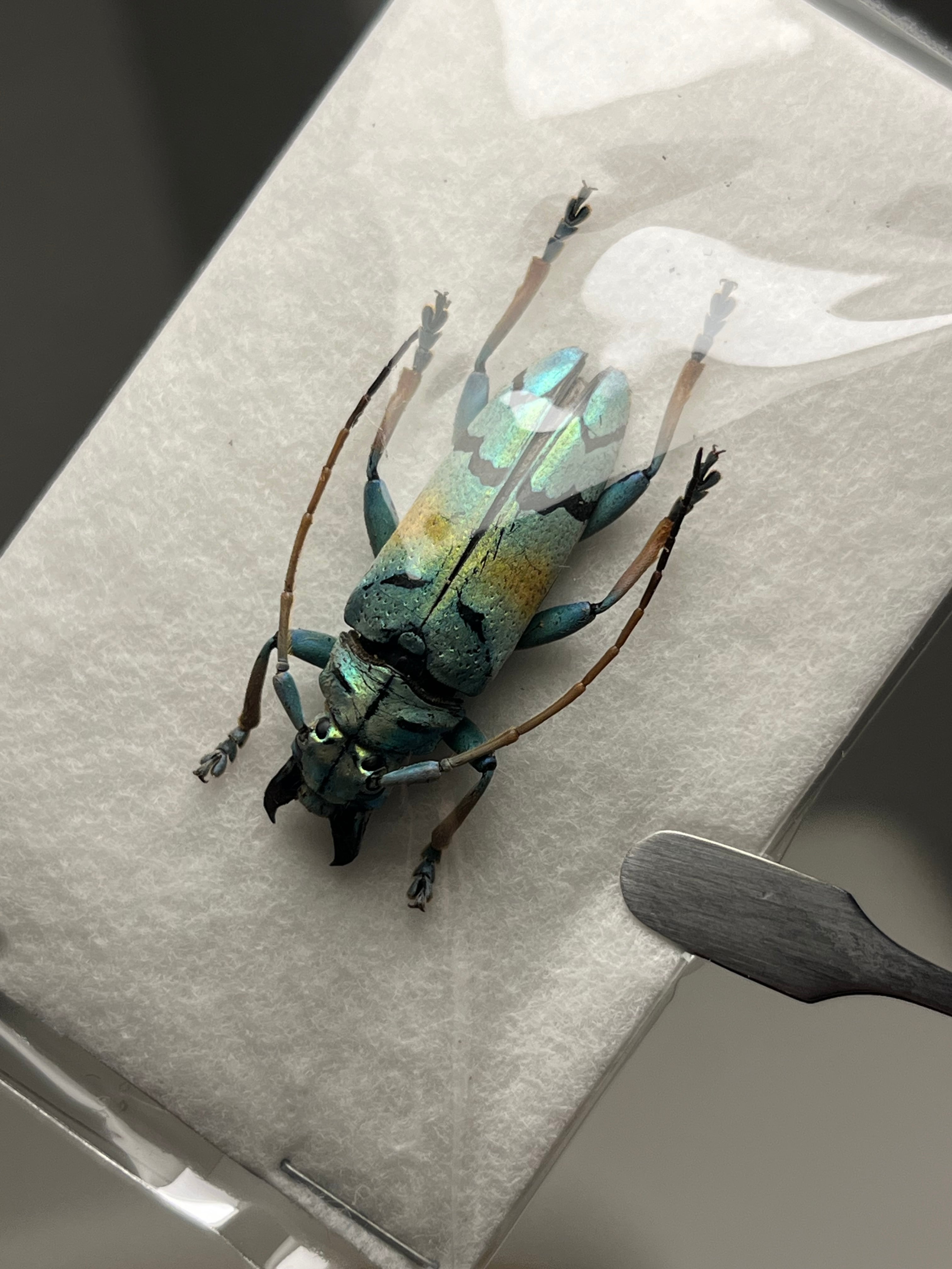 26mm】スラウェシ島の美麗カミキリの一種 標本 ホウセキゾウムシ