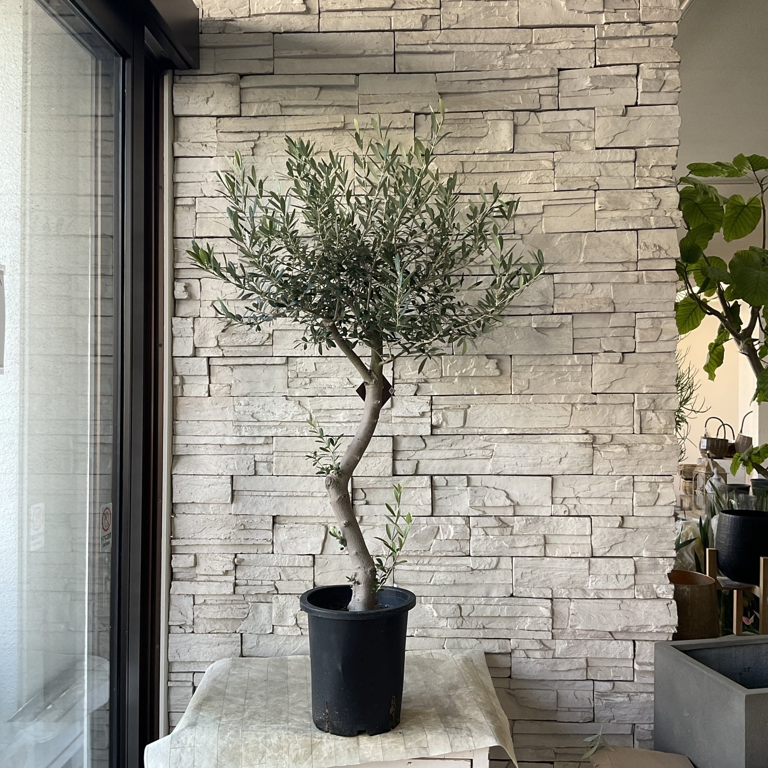 オリーブの木 | 橋本種苗園