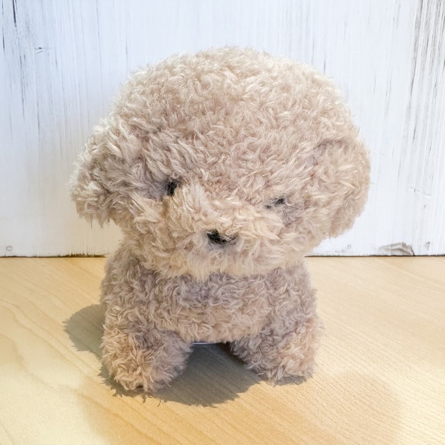 わたぽ　トイプードル