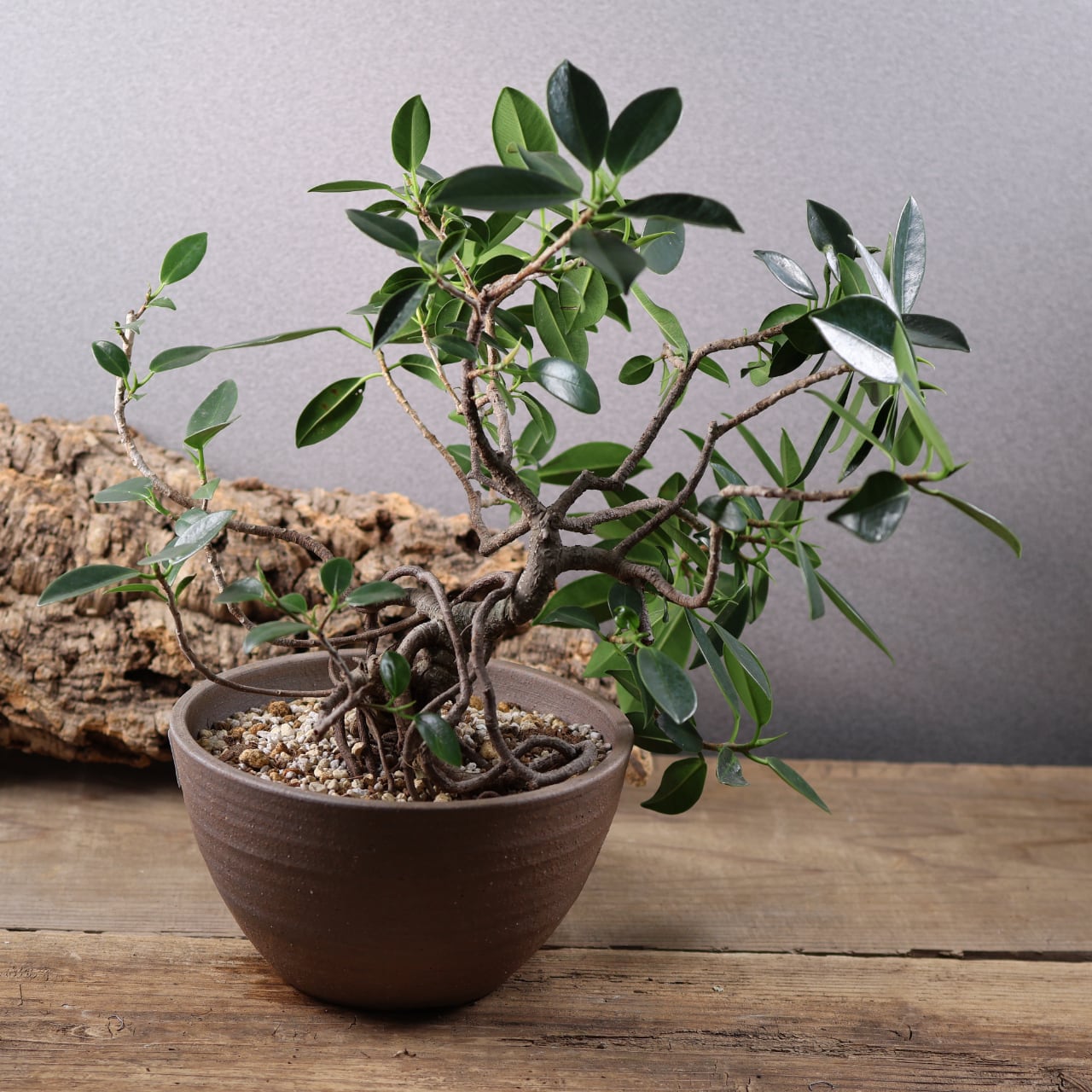 678『ガジュマル 盆栽仕立て』観葉植物【送料無料】 | MARX PLANTS