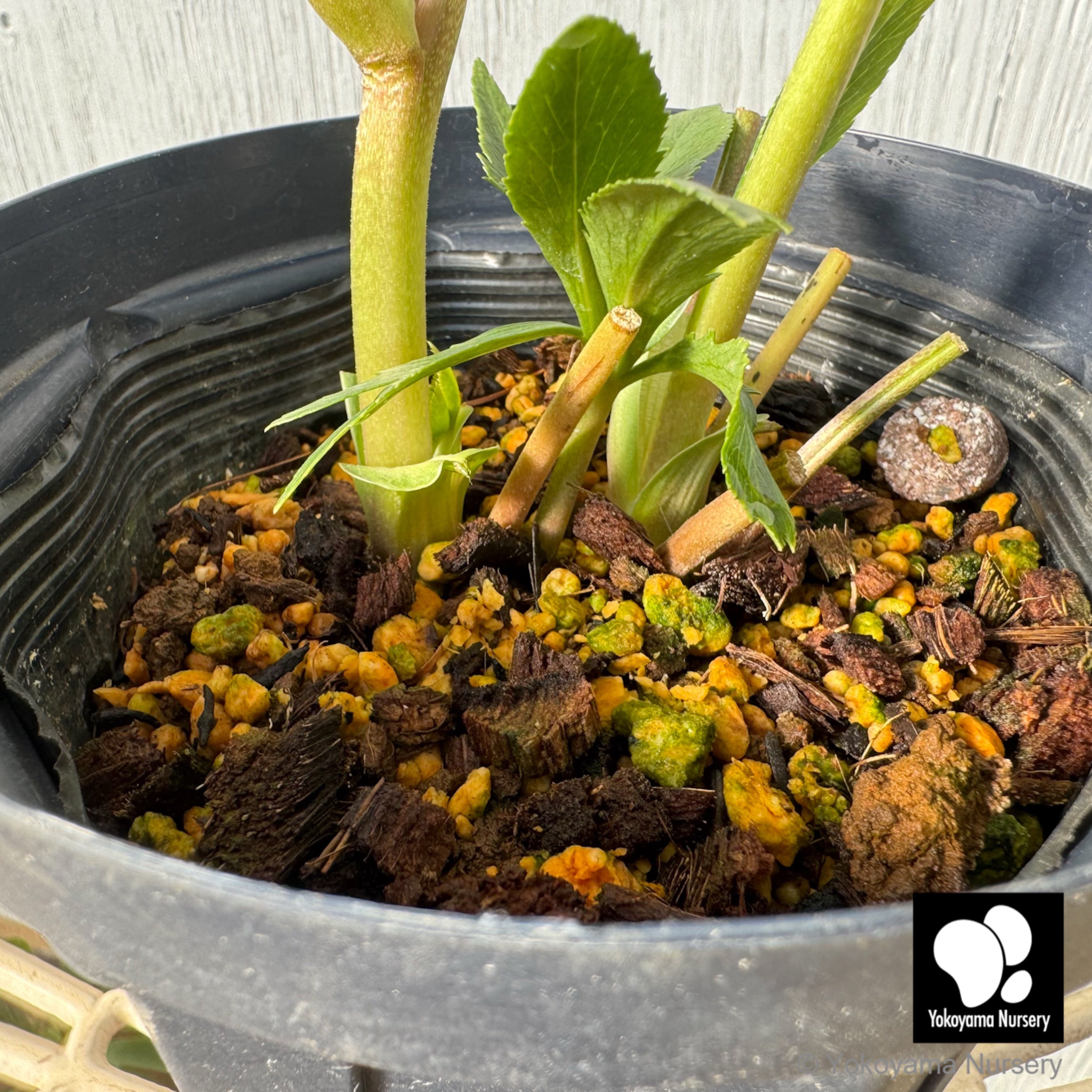 抽選販売】［3］ クリスマスローズ プリマドレス グリーン 芽キャベツ