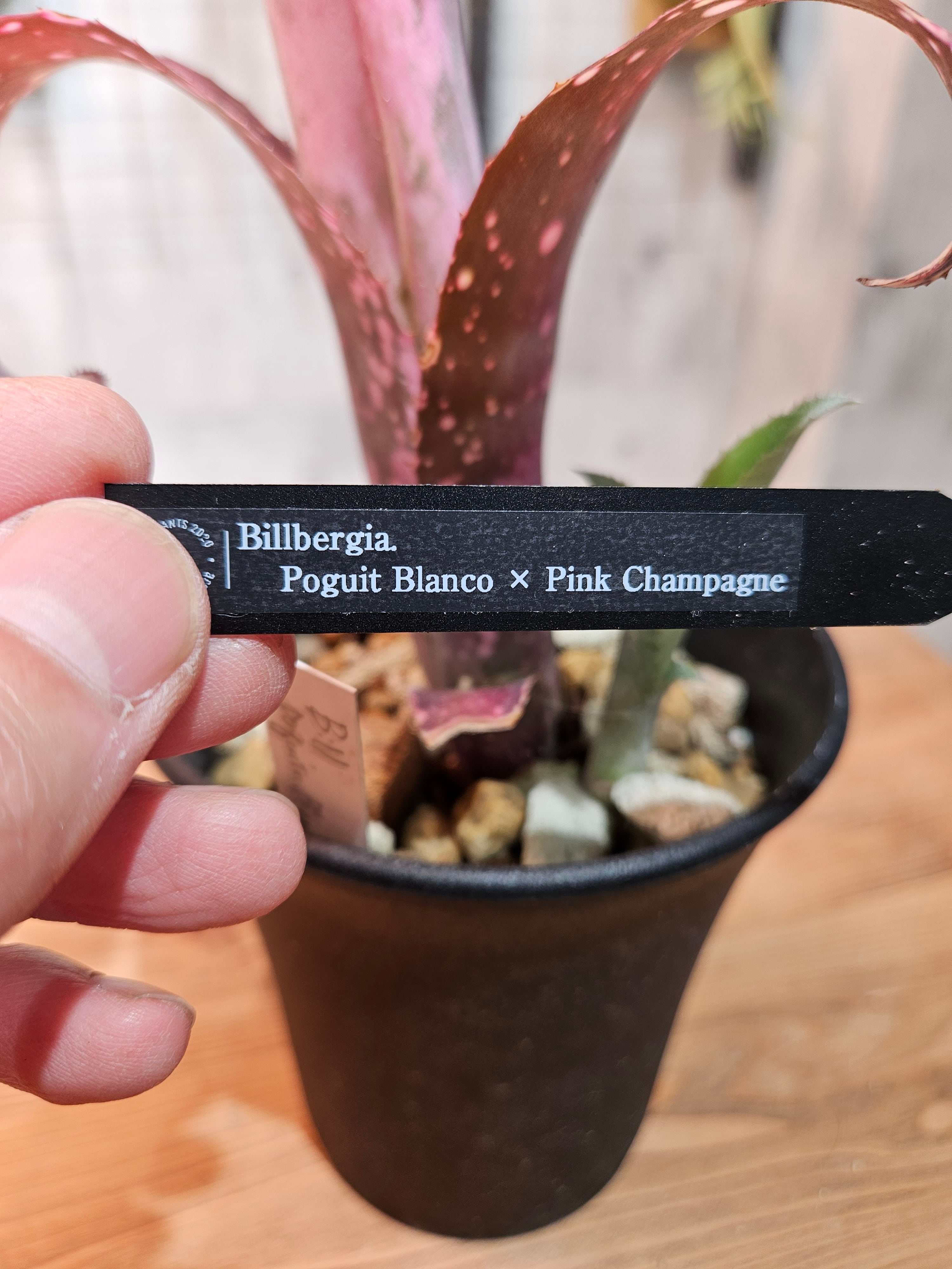 Billbergia Poguit Blanco × Pink Champagne【artPLANTs/PLANTS GARAGE