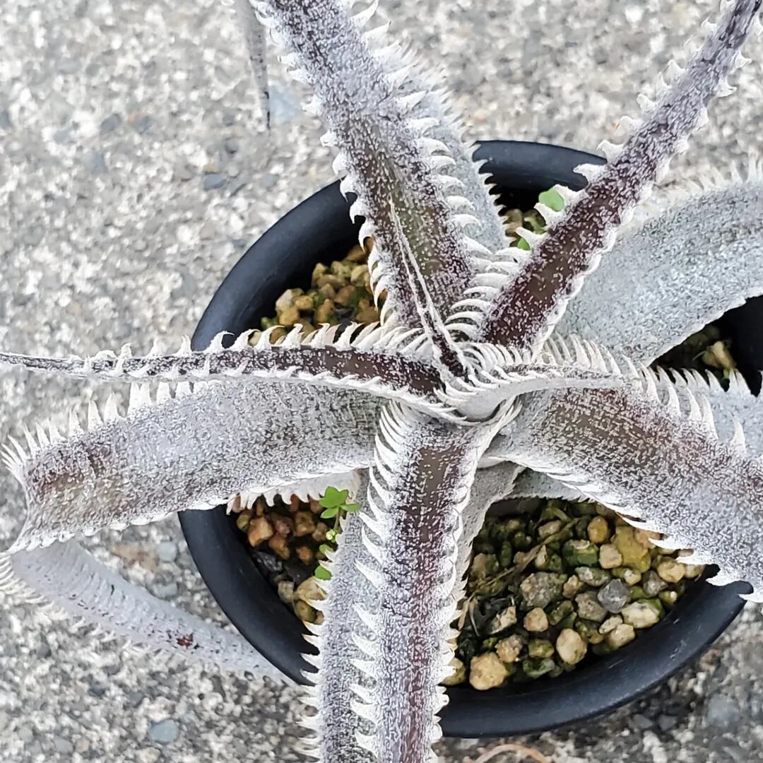 F00261_Dyckia 'A-J'：ディッキア・A-J（子株） | レアプランツ通販