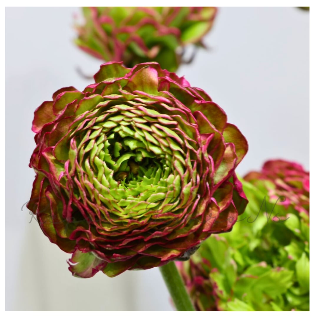 ラナンキュラス：ポンポンシリーズ・アラジン（5号鉢）希少 大輪 鉢花