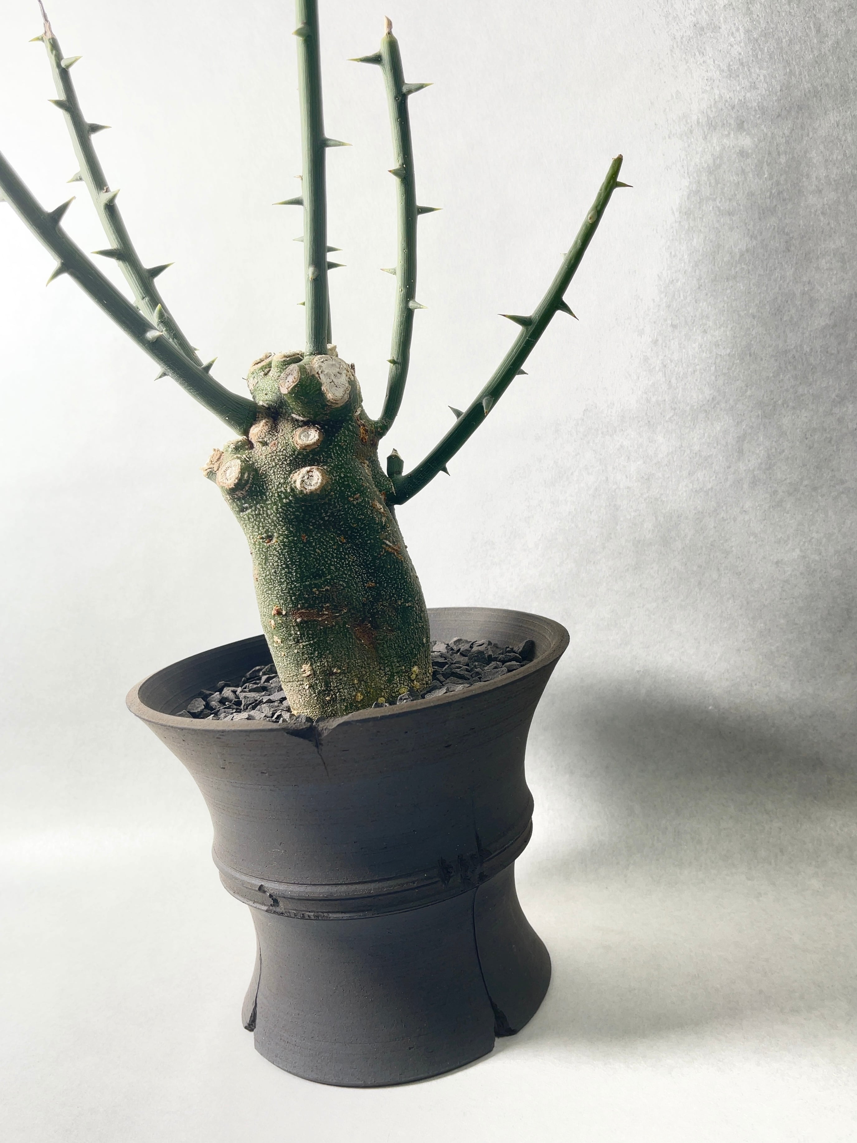 1 アデニアグロボーサ 発根済み アデニア・グロボーサ 発根済み株 【公式通販】