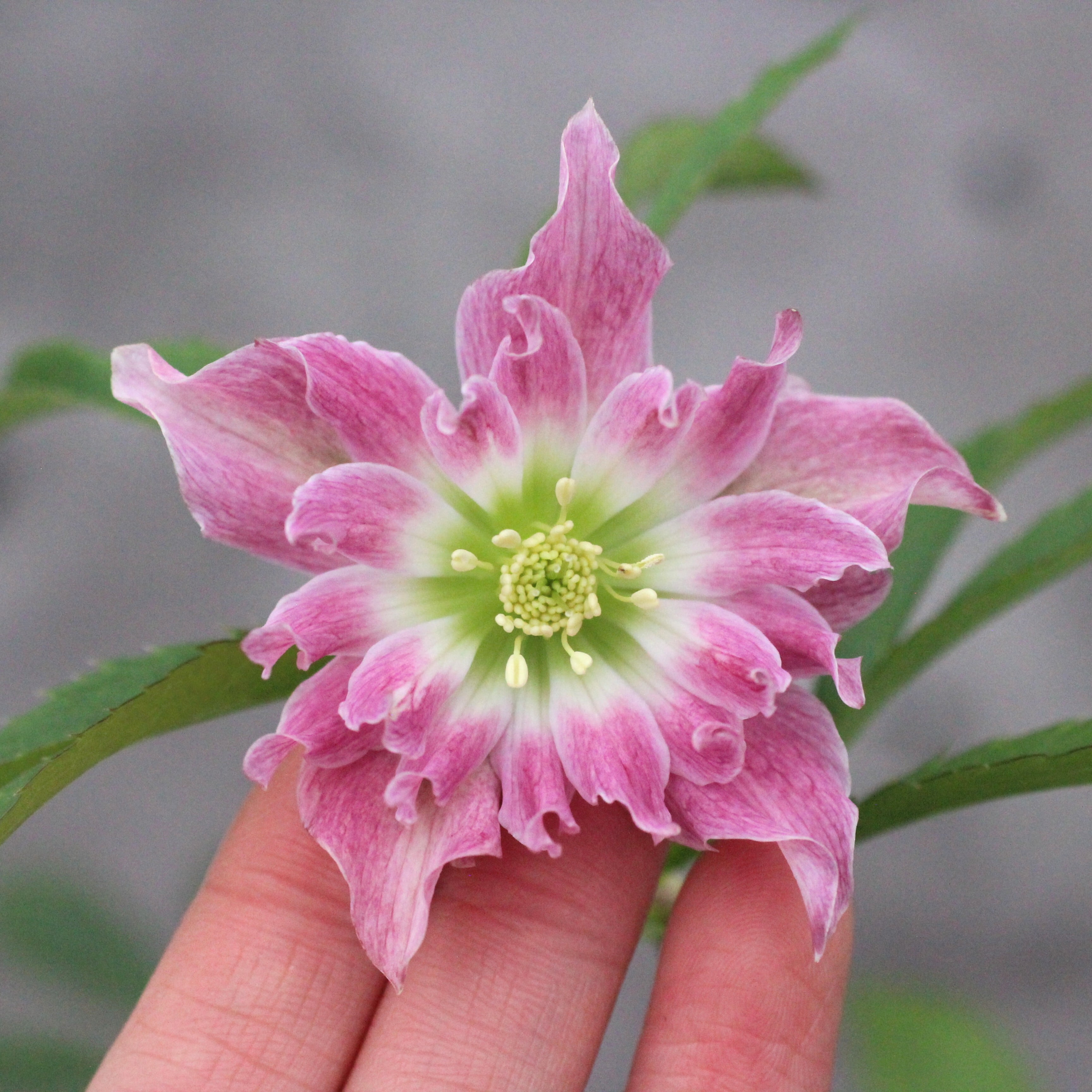 ウィンターローズ 2Fの増量 1点 WS26-030 クリスマスローズ ウィンターシンフォニー ヘックス（ピンク