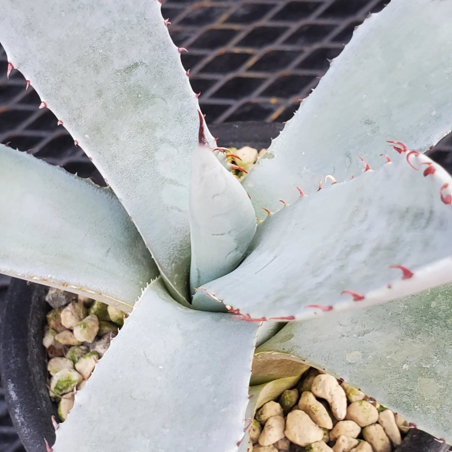 F00324_Agave parryi var. truncata：アガベ・パリー・トランカータ