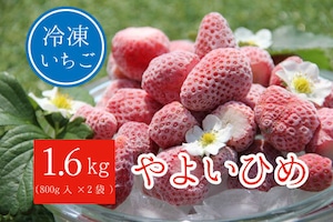 やよいひめ　冷凍いちご　1.6kg（ヘタなし冷凍いちご800g×2袋）