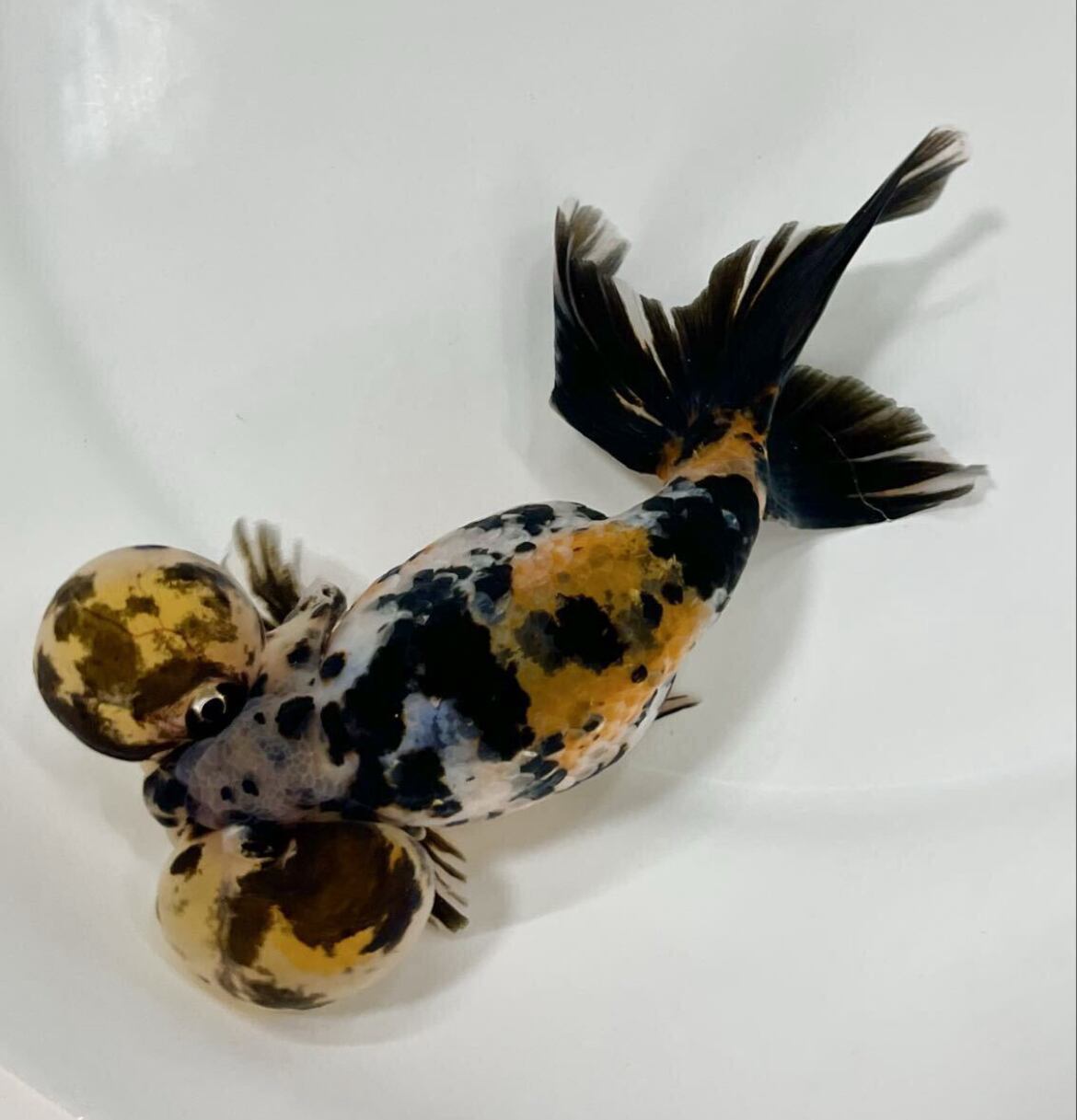 プレミアム 中国便 水泡眼 五色水泡眼 五色らしい華やかさ 二歳 No1