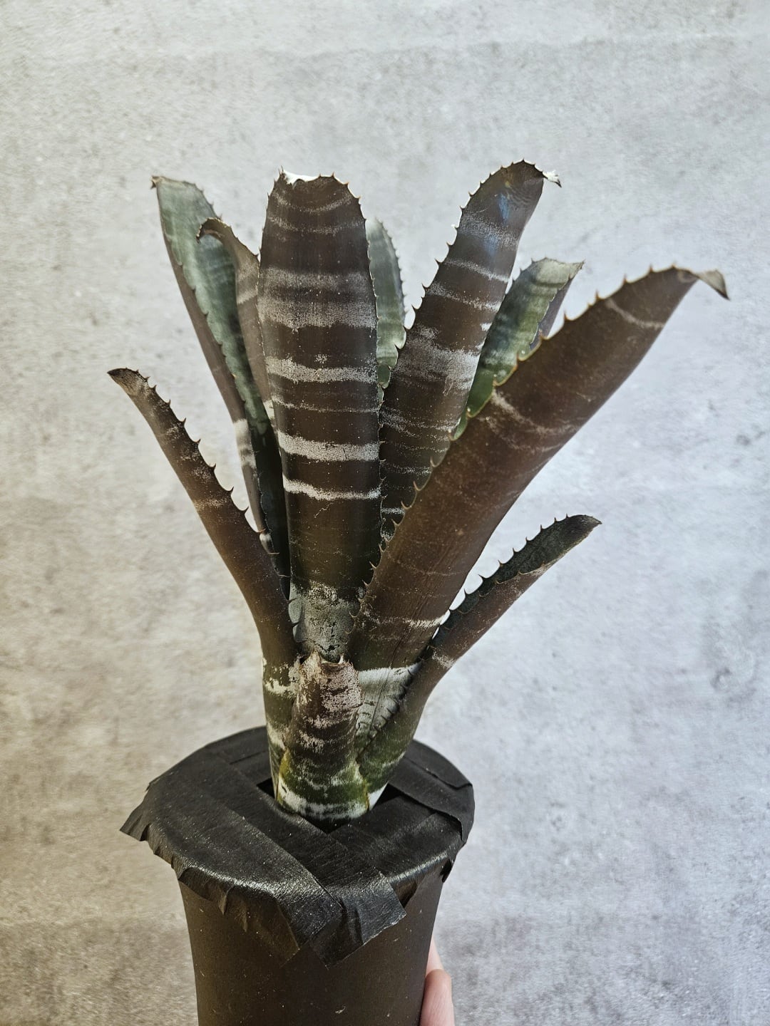 Aechmea Chantinii Black zombie 【artPLANTs/PLANTS GARAGE