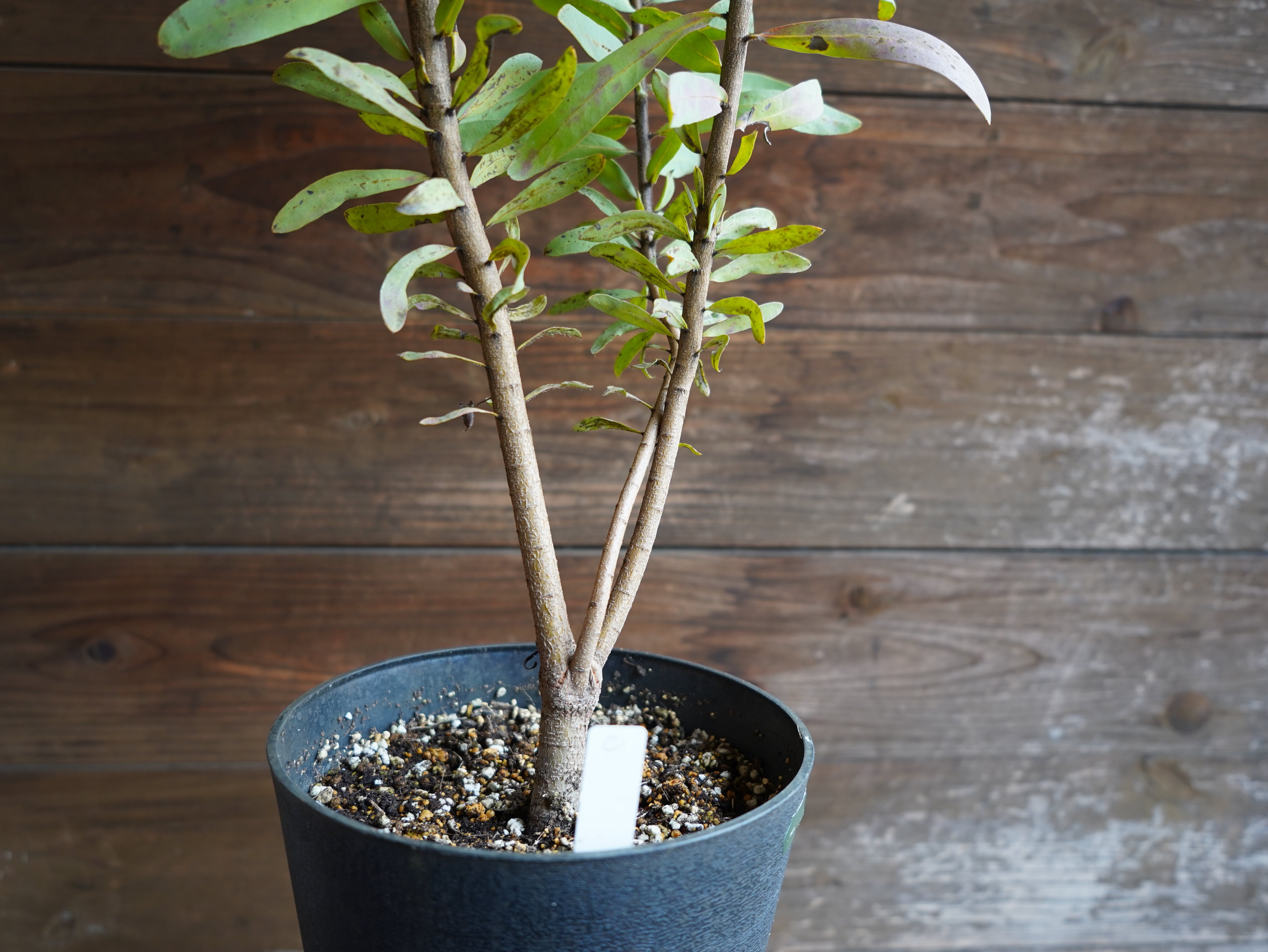 【現物】プロテア ”スザンナエ” C