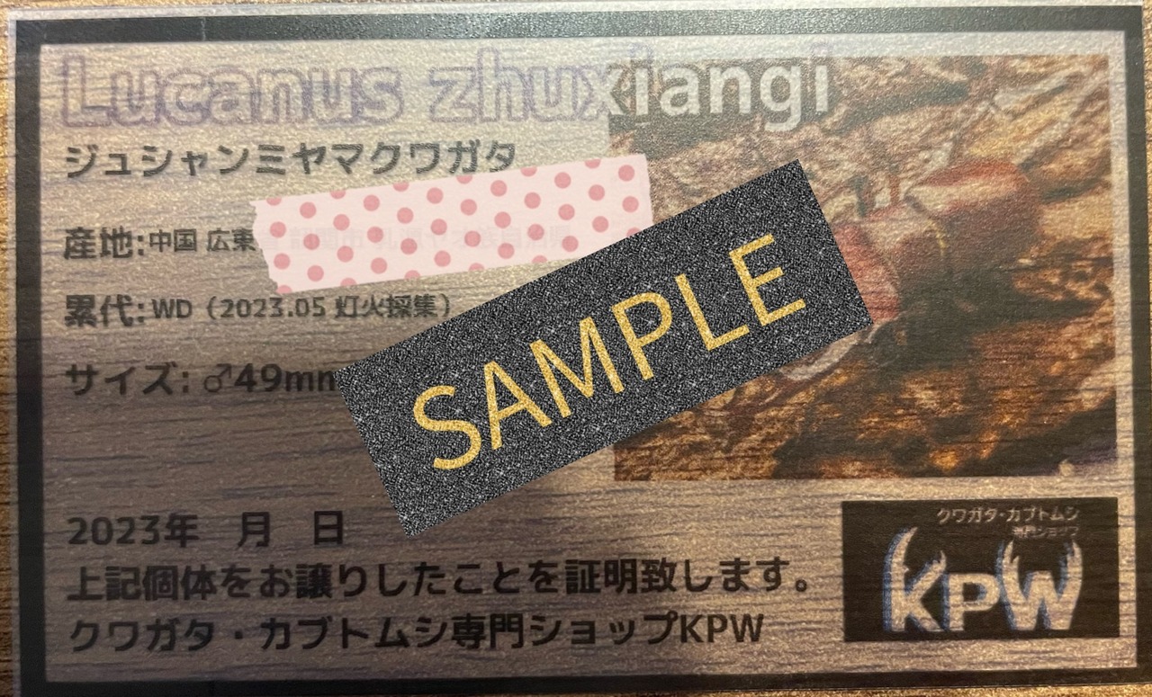 【WD】2018新種記載《ジュシャンミヤマ ♀単》