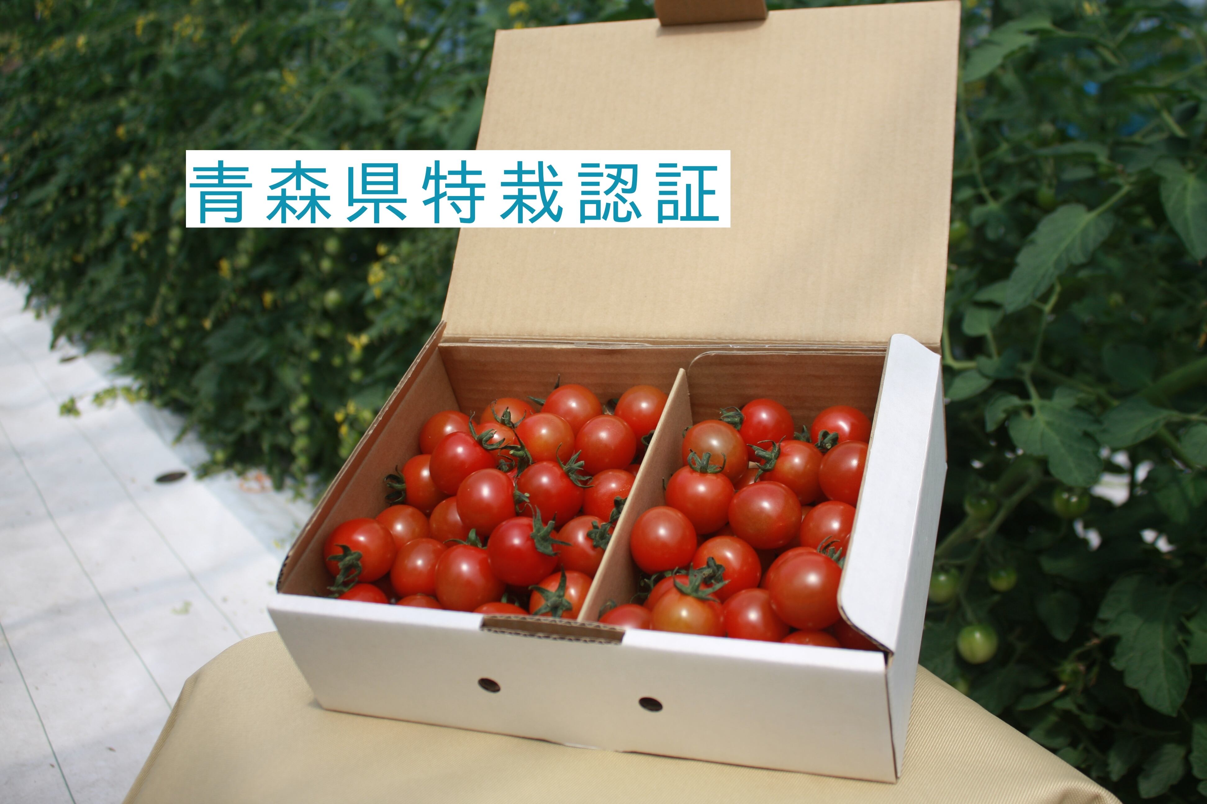 【濃厚薄皮】青森県産ミニトマト　1.4kg　特栽認証