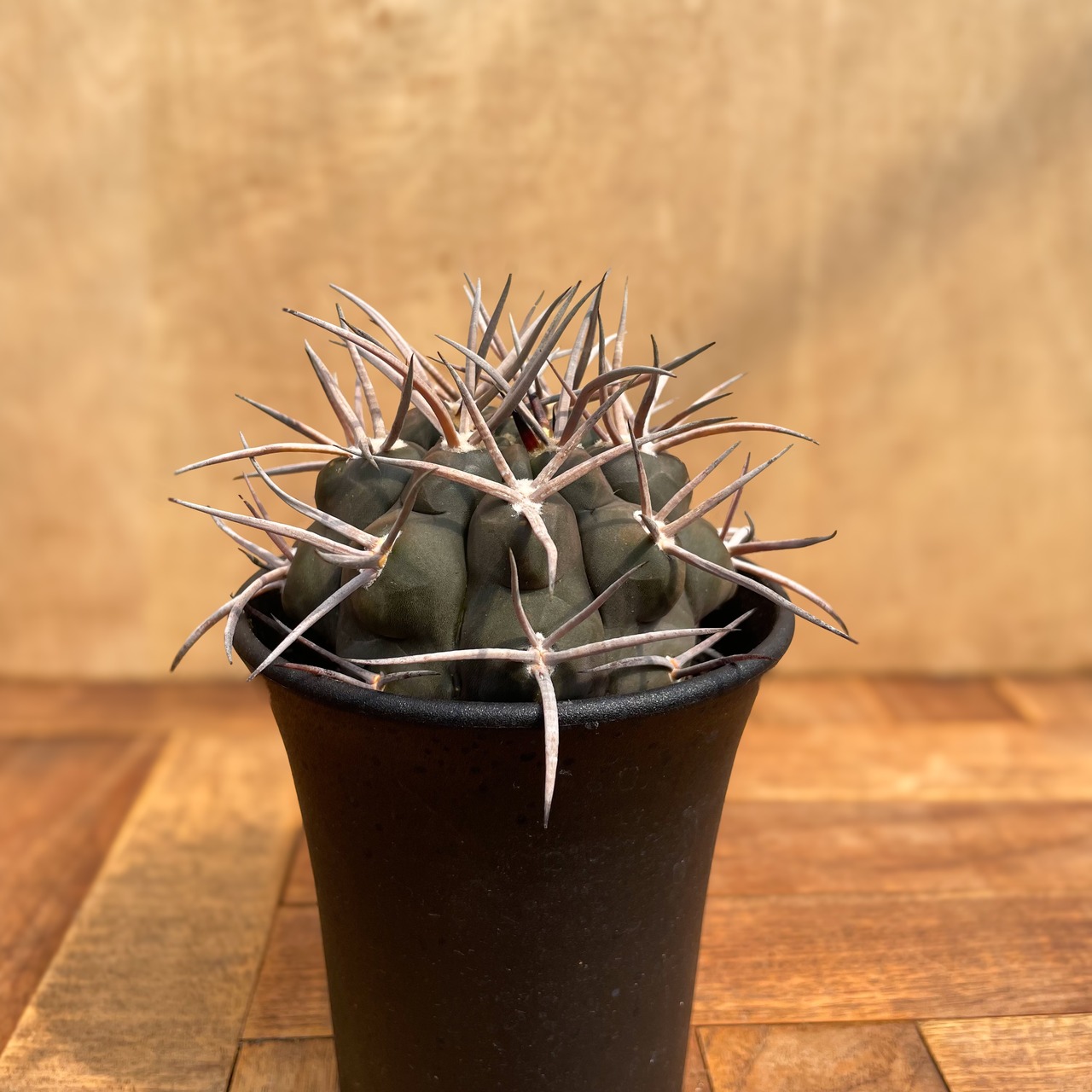 Gymnocalycium mazanense【ギムノカリキウム・守金魔天竜・実生】