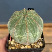 ユーフォルビア オベサ【035】