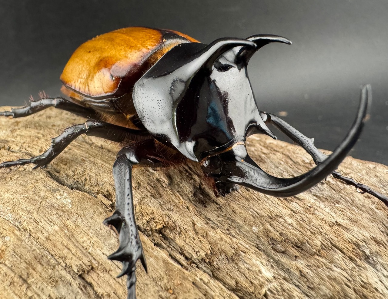 【WD】《スキットゴホンツノカブト 62mm ペア》