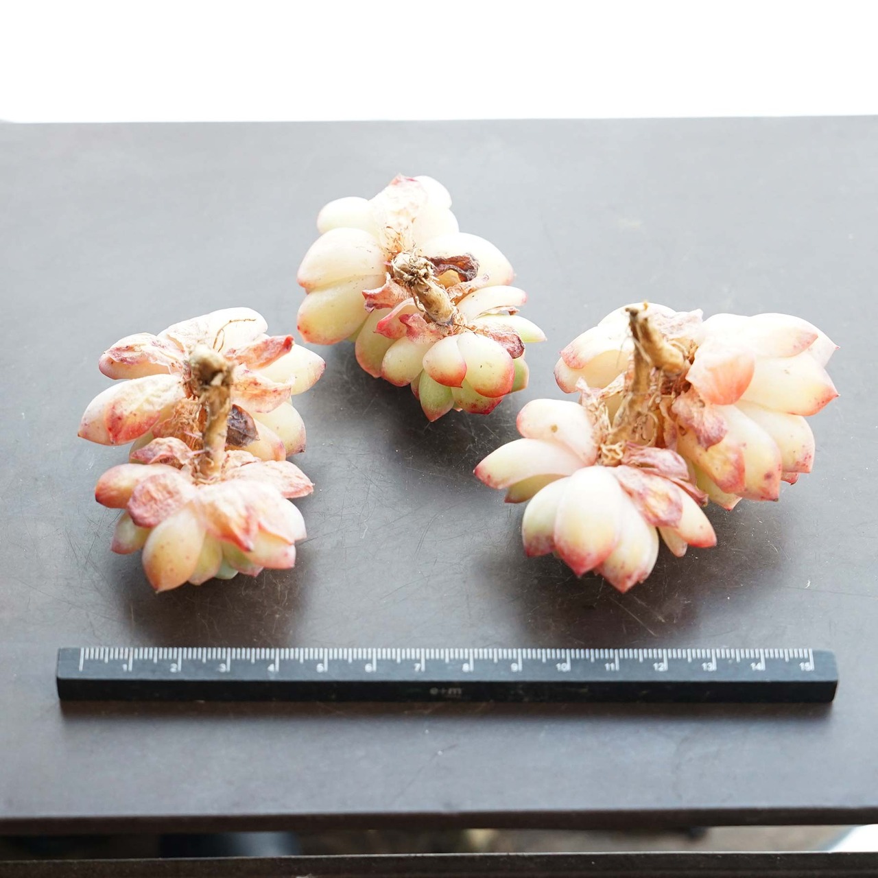 一部発根済カット苗 蜜桃霜 ピーチクリーム Echeveria 'Peach Cream'