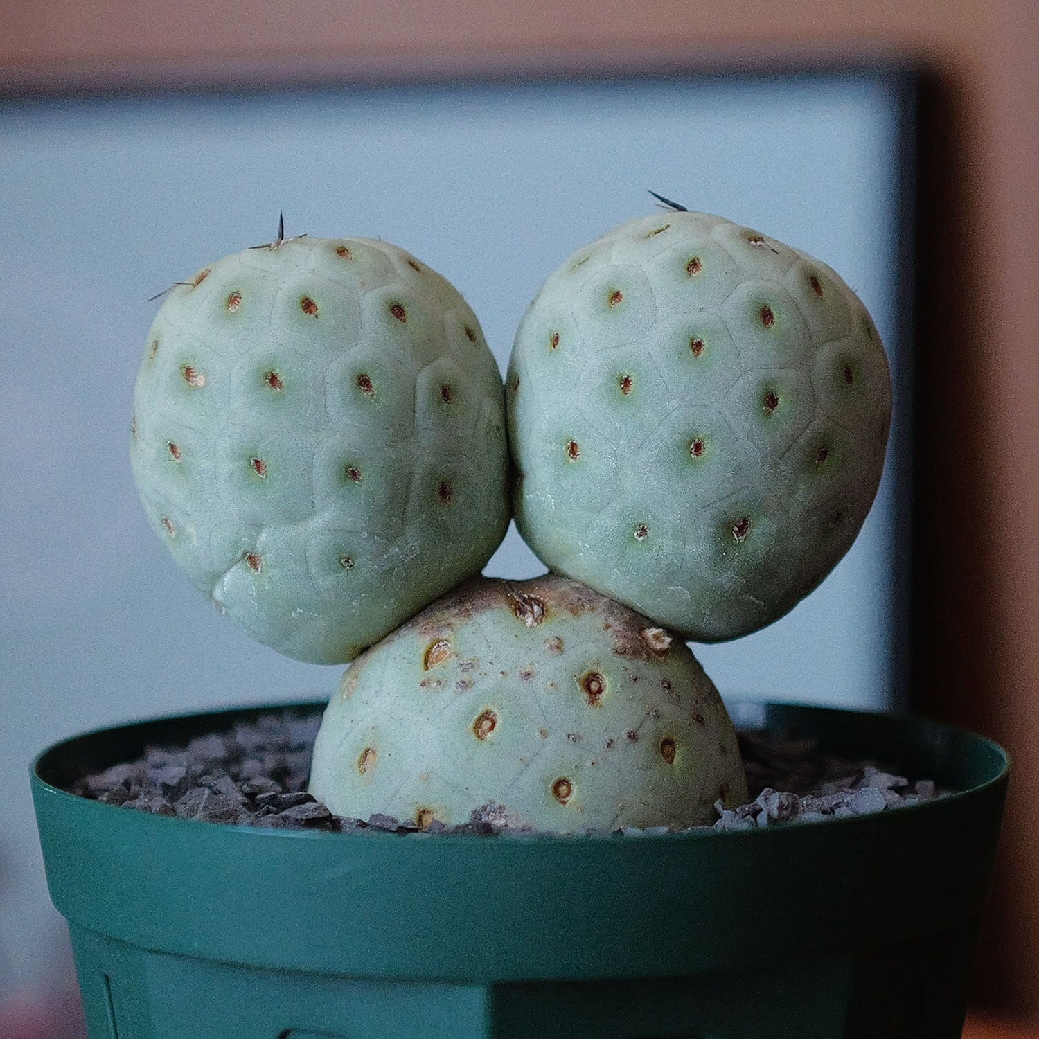 特大 大玉 サボテン ゲオメトリクス 特大 美株 大玉 ゲオメトリクス