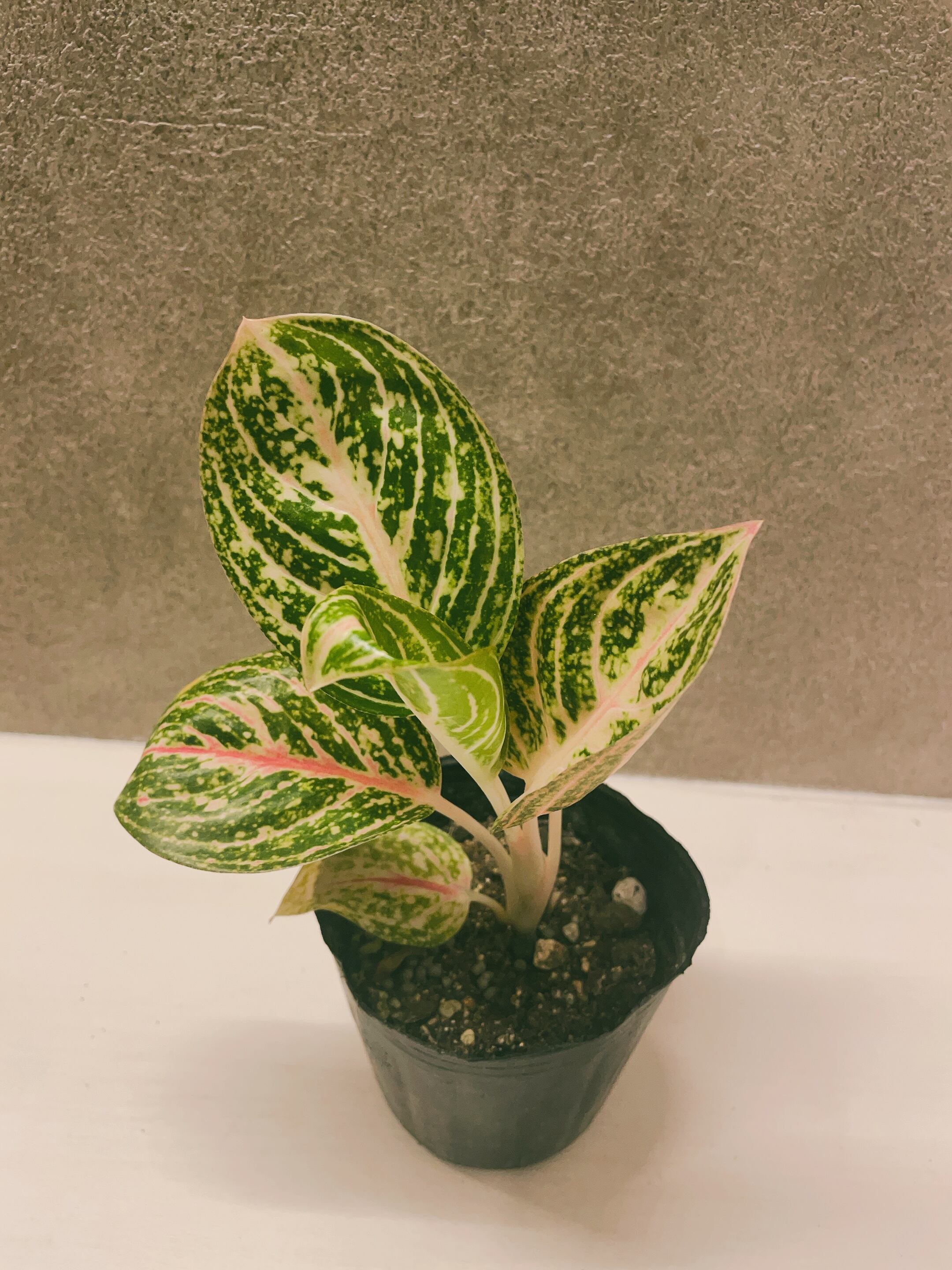 アグラオネマ ドラゴンピンク 3号 | a plants