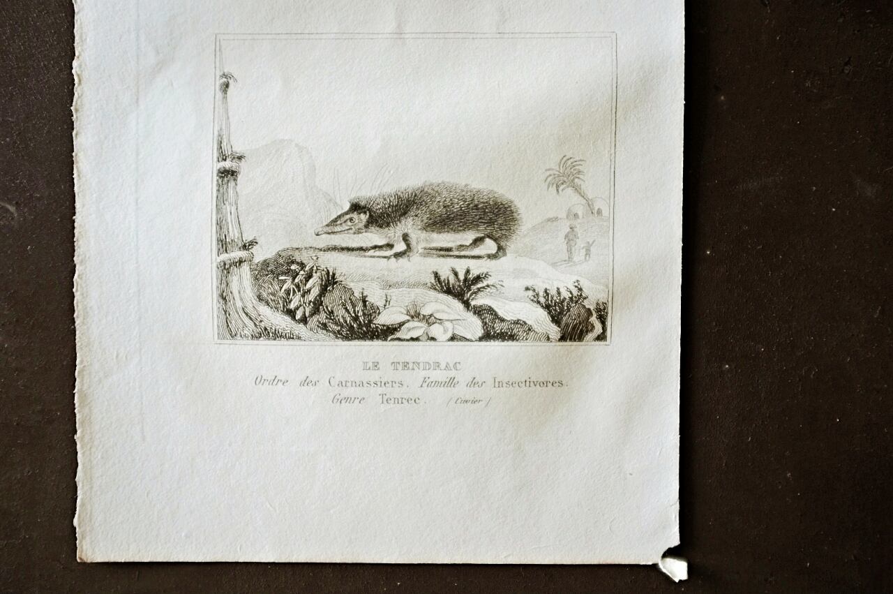 キツネの図版　フランス　アンティーク　版画　1880年　動物　博物画　額縁 キツネの図版 フランス アンティーク 版画 1880年 動物 博物画 額縁