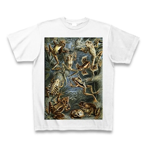 エルンスト・ヘッケル 超絶イラスト カエル Tシャツ -maylime- 【Ernst Haeckel】