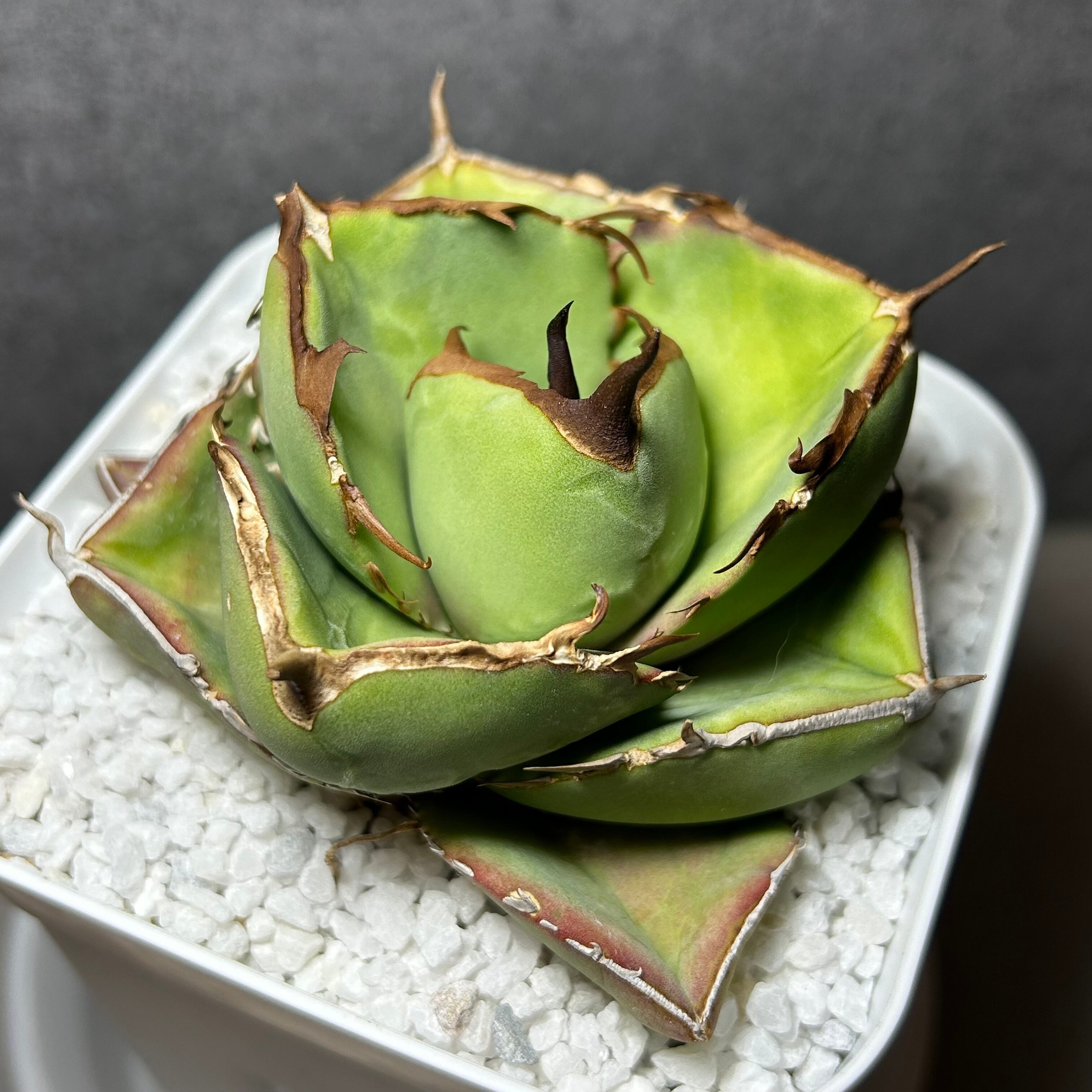 12. アガベ ユタエンシス ネバデンシス×チタノタBB 陽炎 | Pay ID