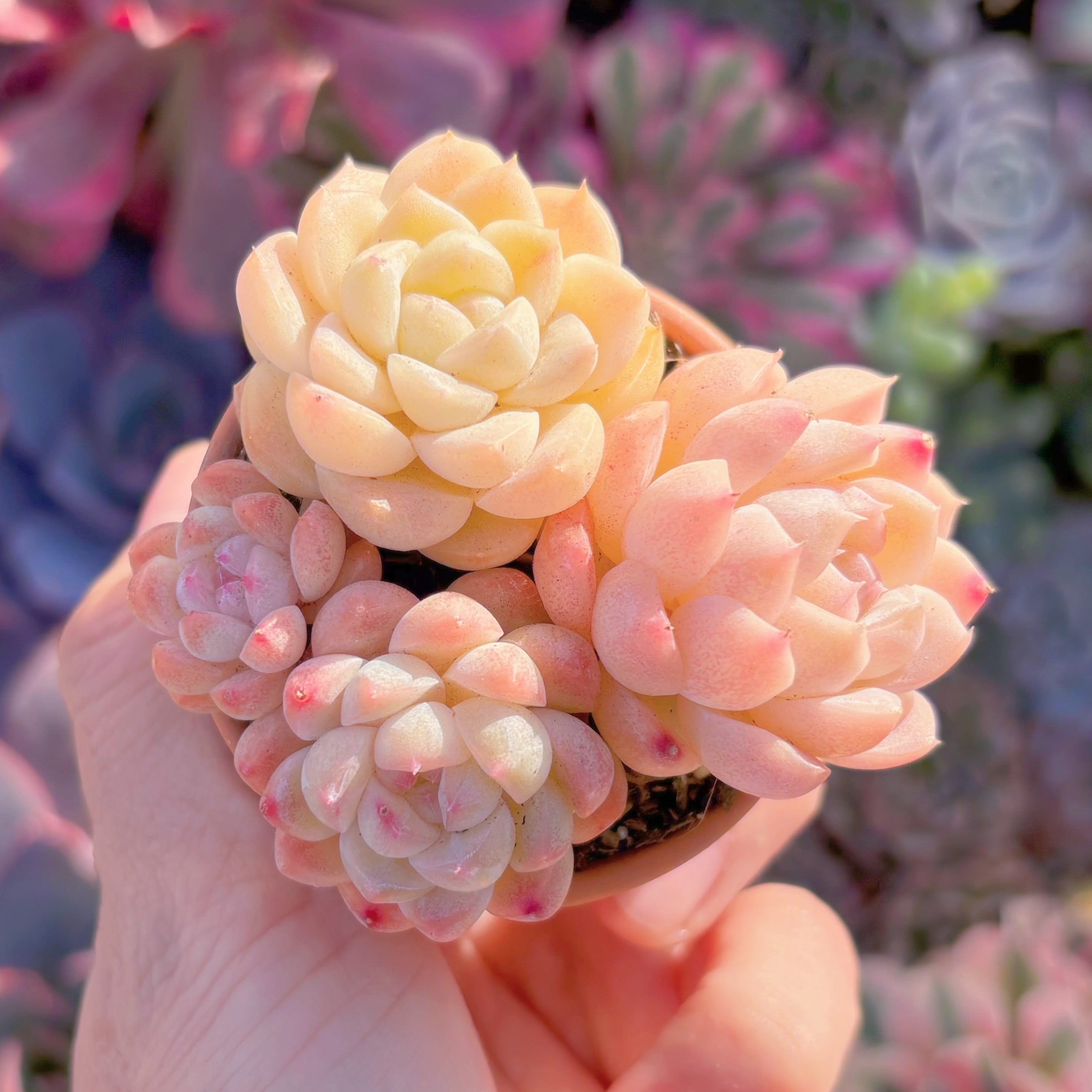 多肉植物　桃ソーダ　3頭　新入荷　るる農園