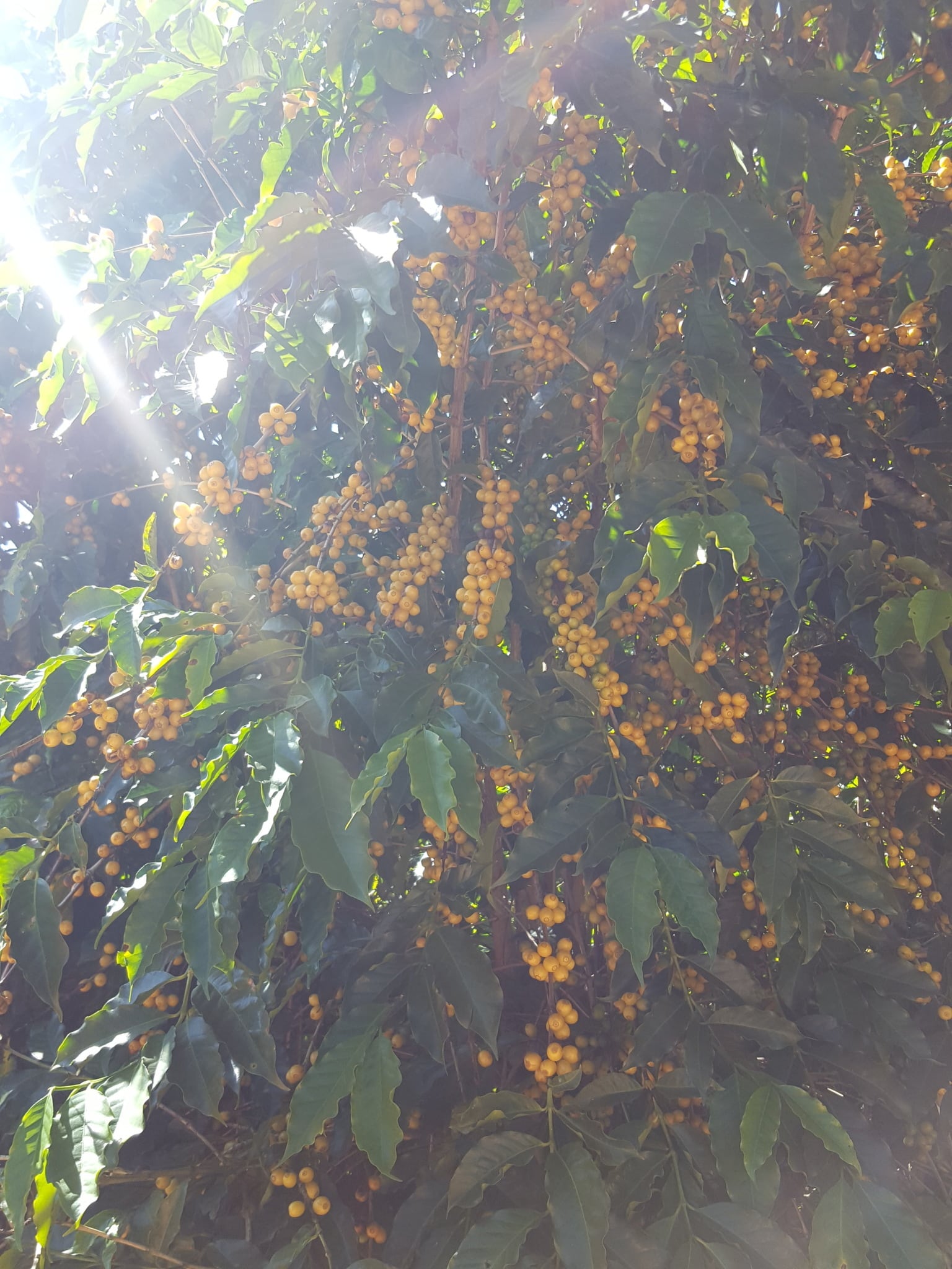 Brazil Carmo Farm Pulped Natural 100g