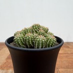Euphorbia sepulta【ユーフォルビア・セプルタ】