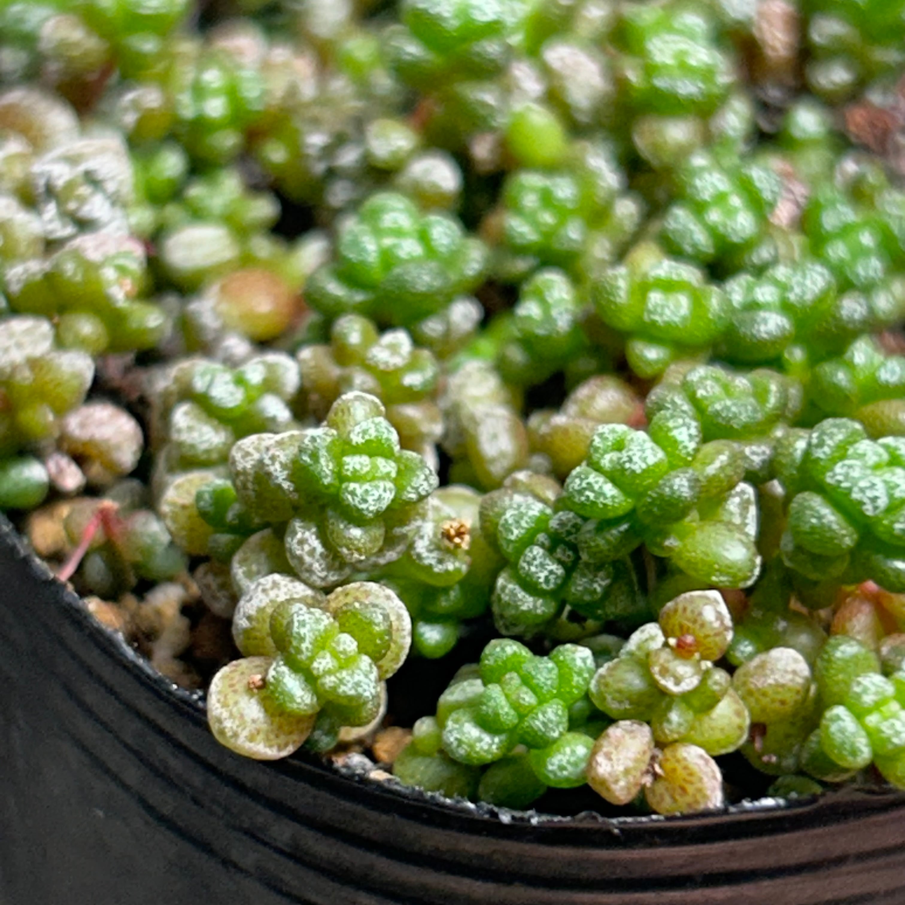 白妙 | RuPo 多肉植物専門店